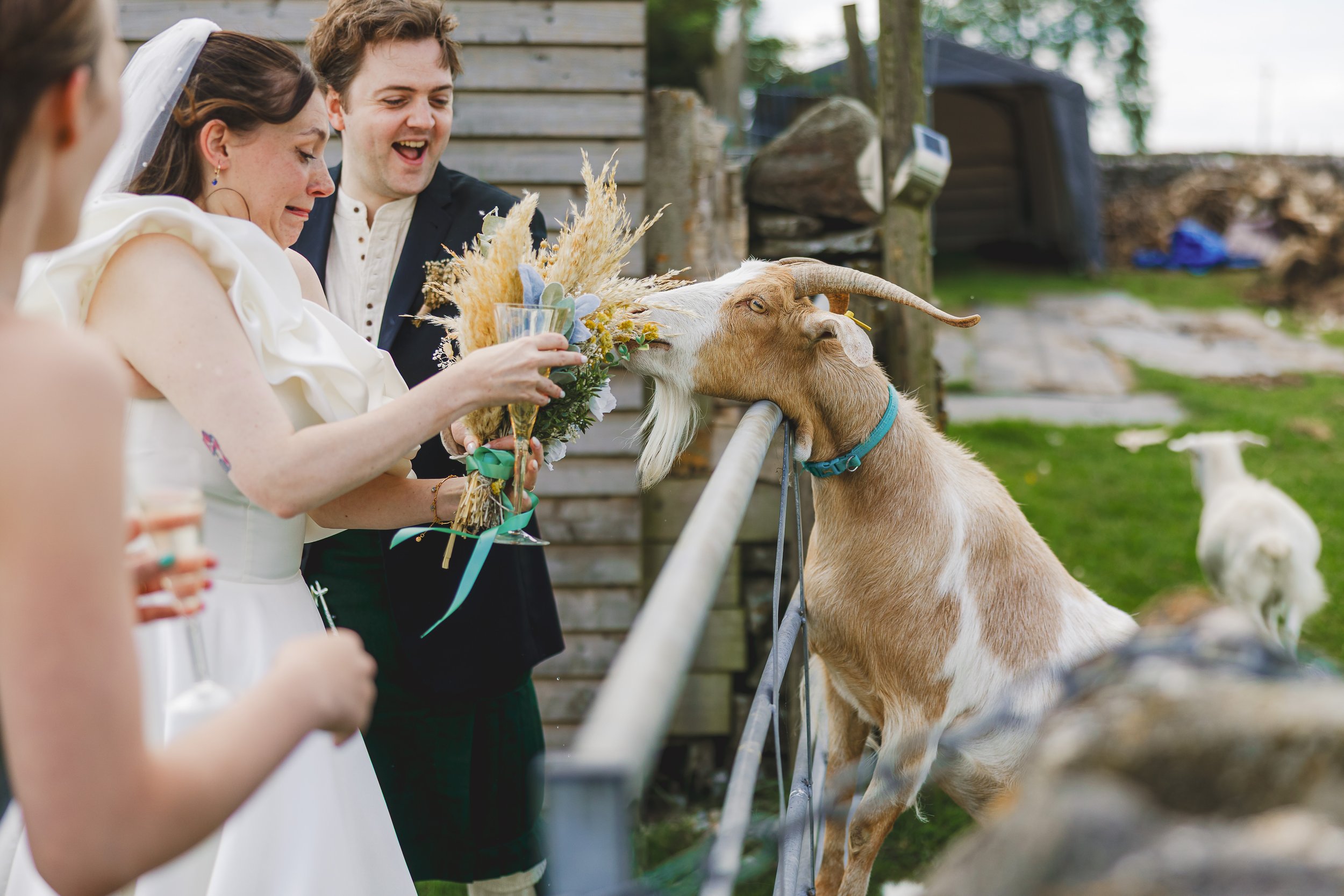 Group of people at a wedding feeding a goat with a bouquet of flowers at a farm.