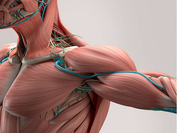 Why your muscles matter more than you think