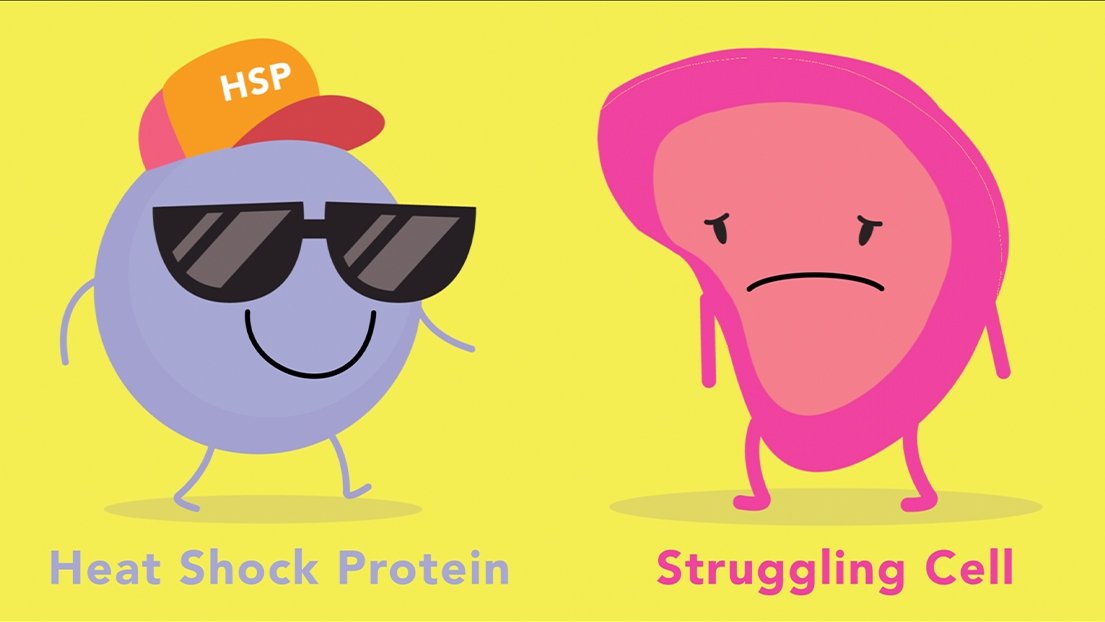 Heat shock proteins: Your body’s natural cellular defense﻿