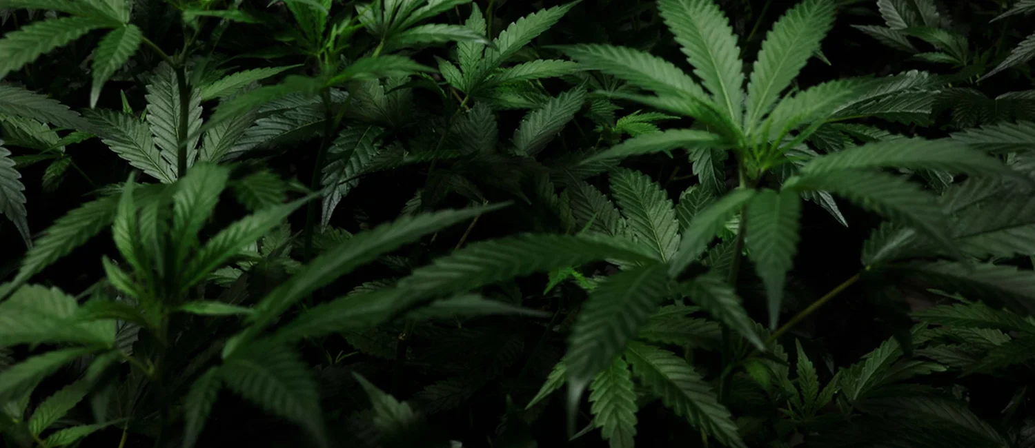 Sunland Park, NM — The Green House Cannabis Dispensaries