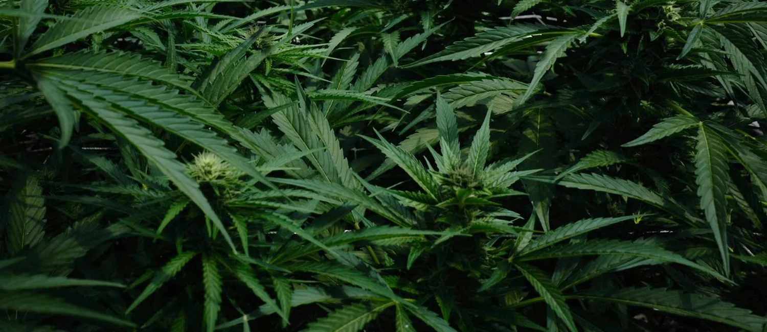 Sunland Park, NM — The Green House Cannabis Dispensaries