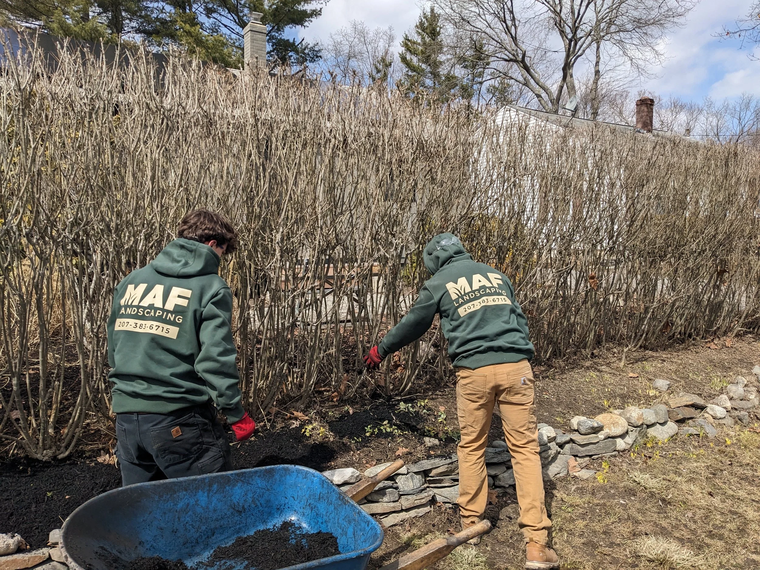Two workers from MAF Landscaping planting or landscaping around a stone border in front of a leafless bush, with a house and trees in the background.