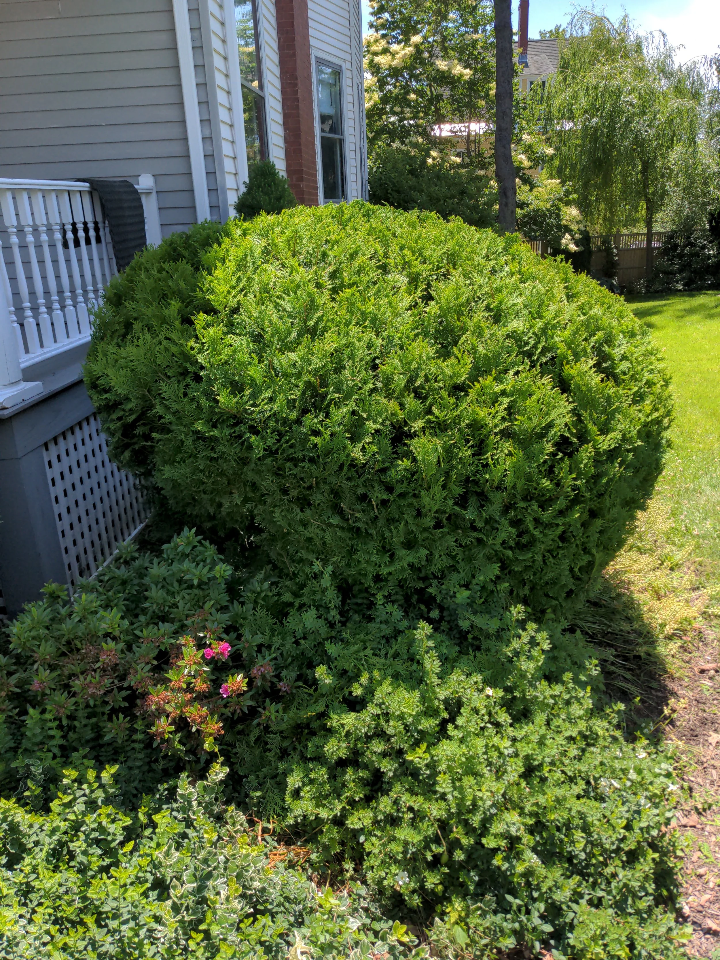 A large, well-maintained green bush in a backyard, with smaller plants and flowers at its base. A house with siding and a porch are visible in the background, along with trees and a grassy lawn.