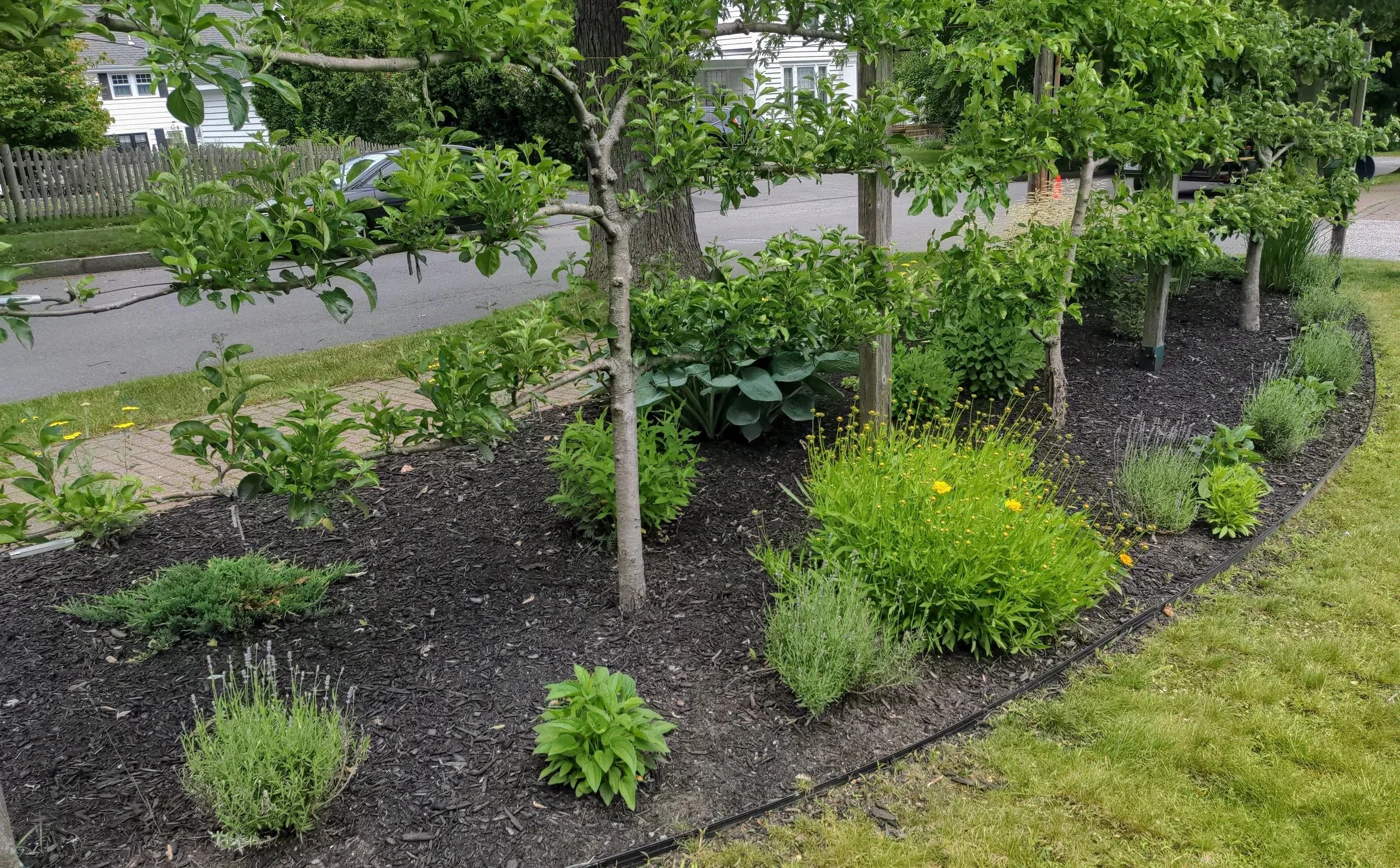 A garden bed with small trees, shrubs, and flowering plants along a sidewalk. There are mulch-covered areas and a curb, with a street and houses in the background.