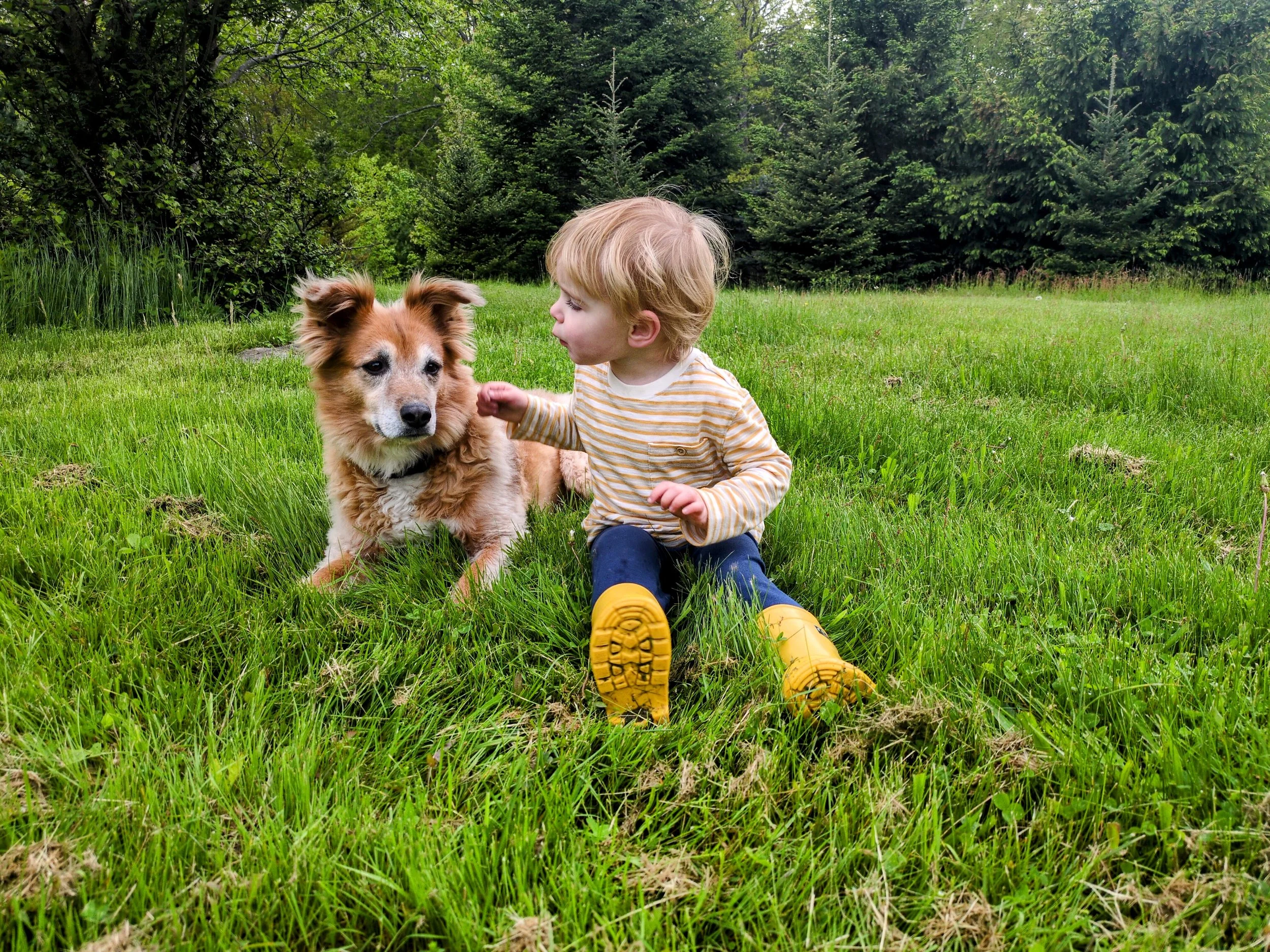 A young child with blonde hair wearing yellow rain boots and a striped shirt sits on green grass outdoors, petting a dog with brown and white fur, with trees and shrubs in the background.