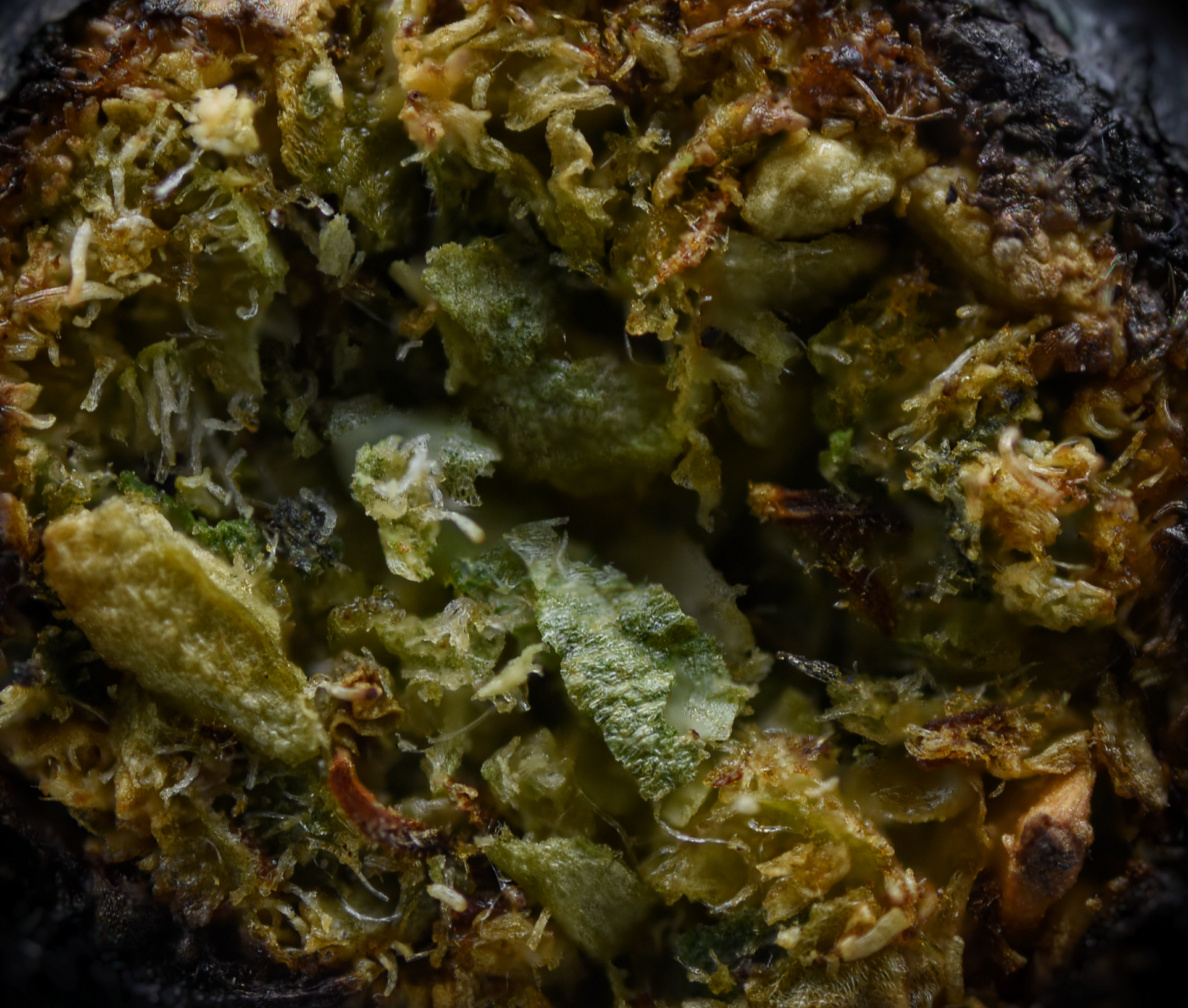 joint macro stack_edited.png