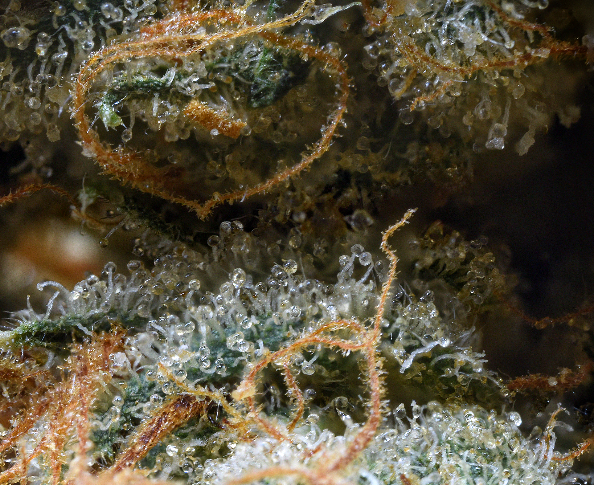 kalifornia stack 3_edited.png