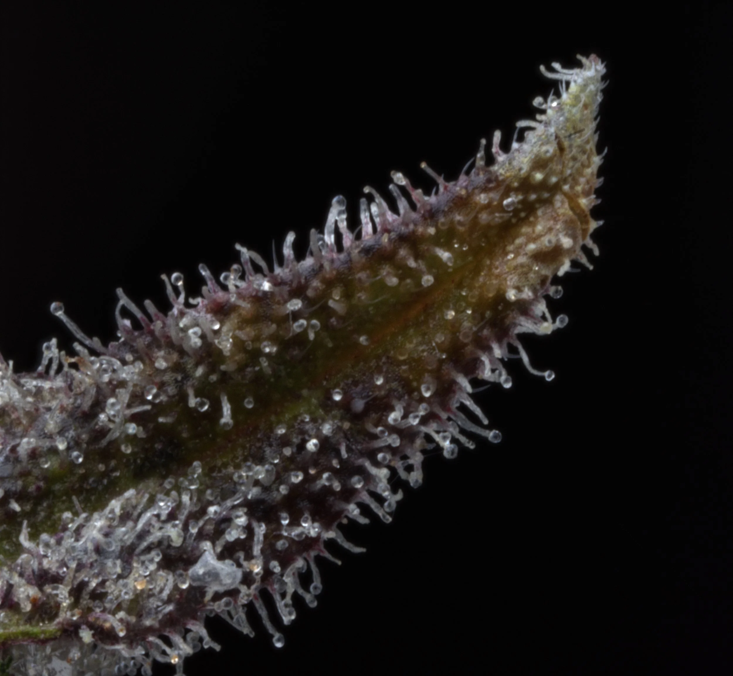 2.5X Stack 1 No Lint Project.jpg