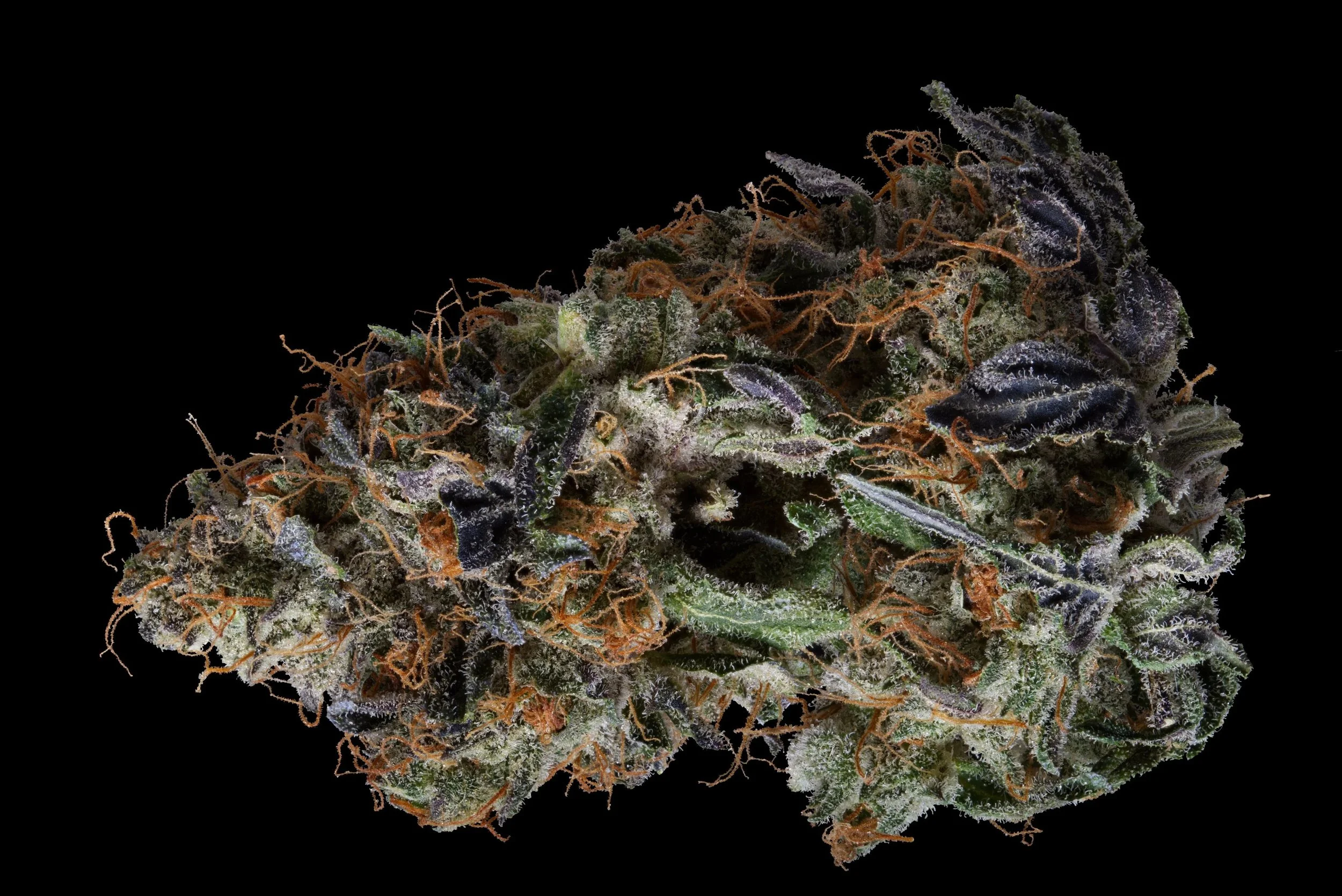 Lemony Biscuits Nugshot One.jpg