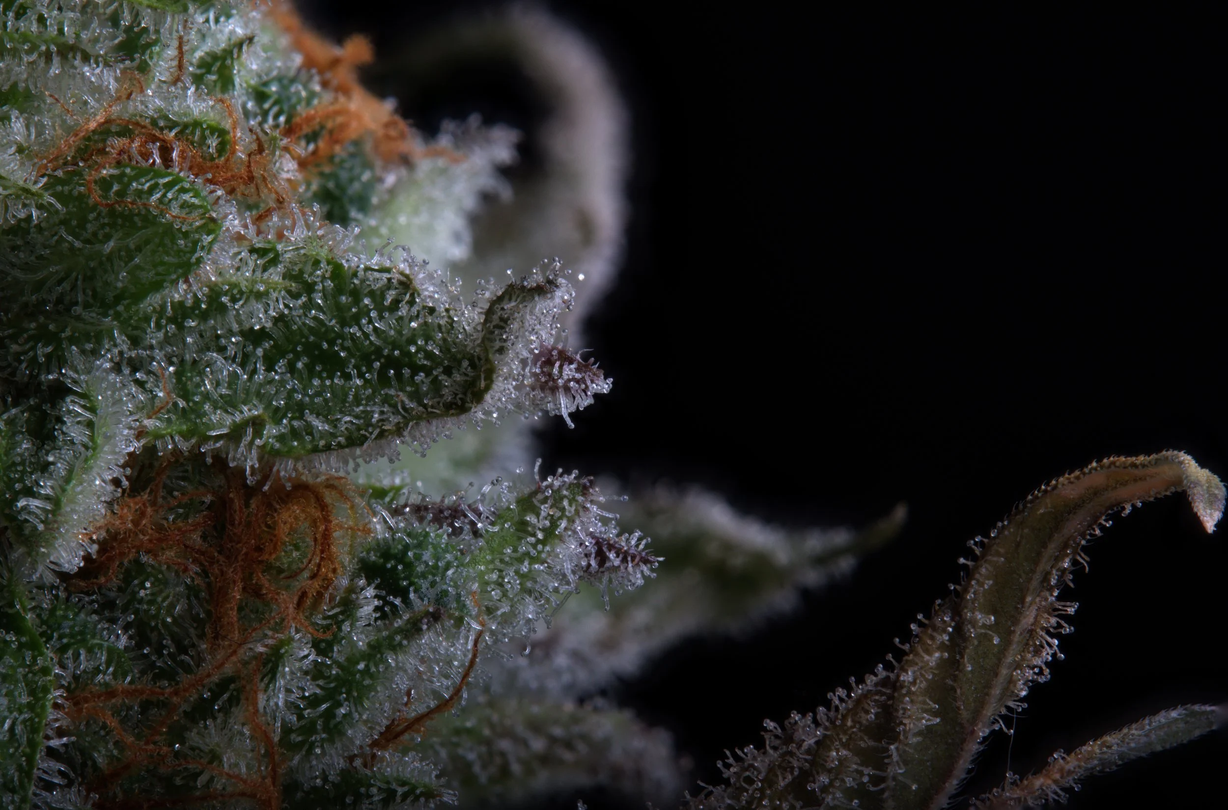 side cola stack 3 jpg.jpg