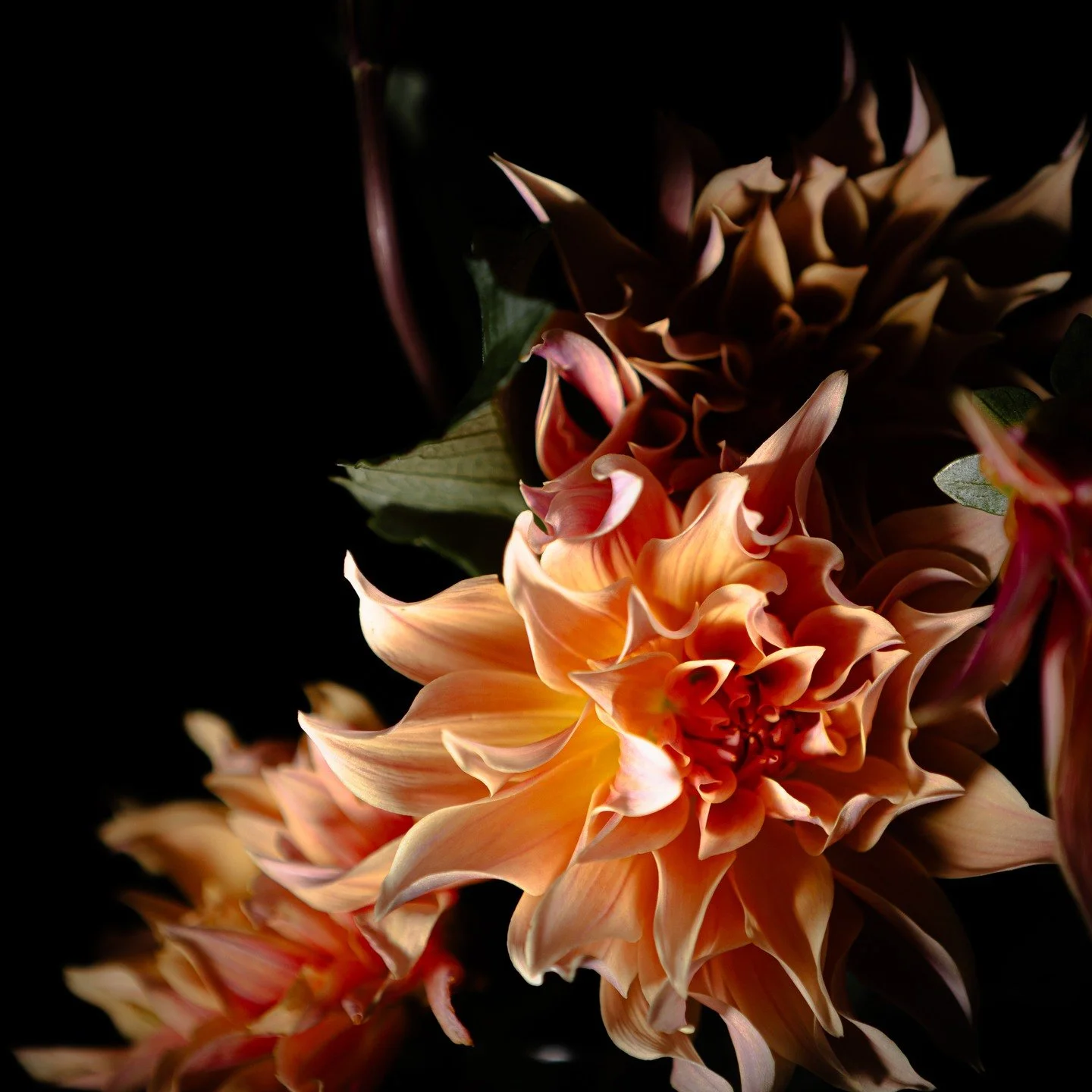 Dahlias.

#dahlia #flowers #stilllifephotography #prettyflower