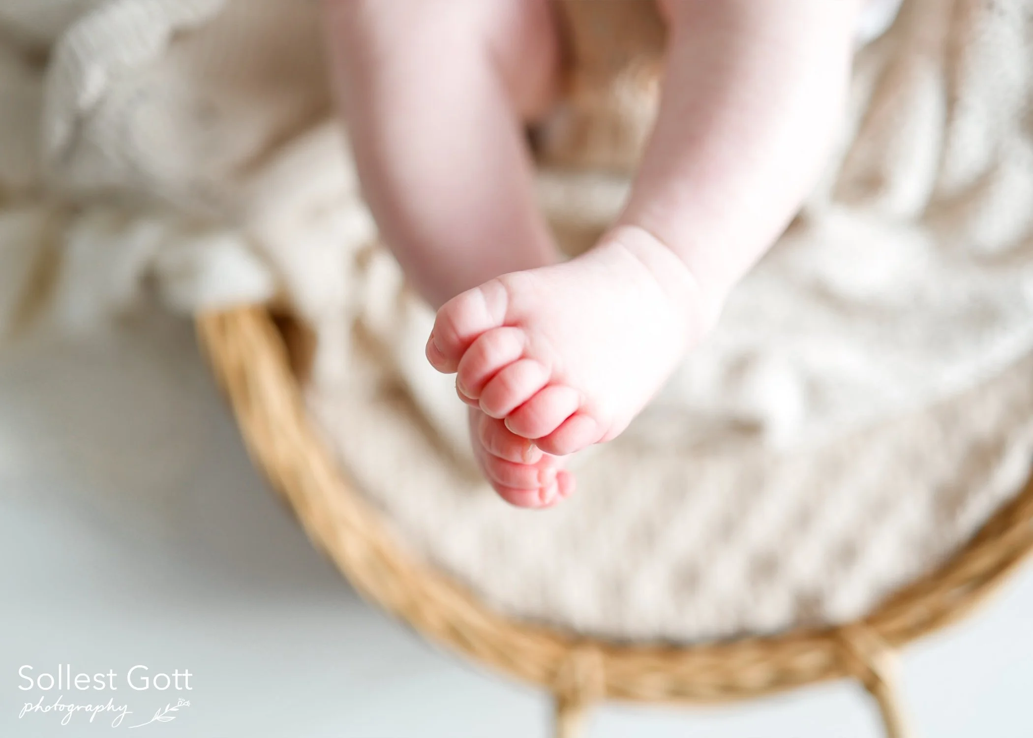 willow_august2026(4).jpg