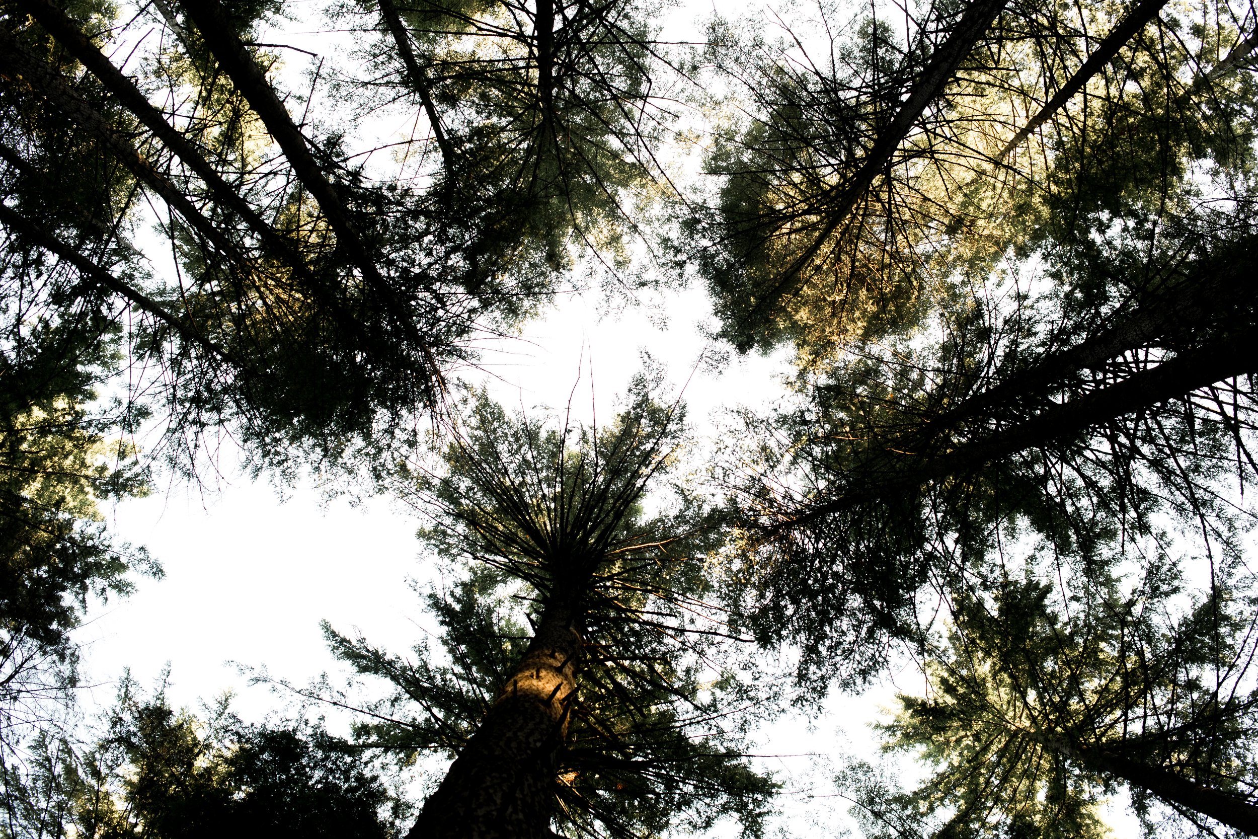 Looking up at tall pine trees in a forest with a cloudy sky in the background.