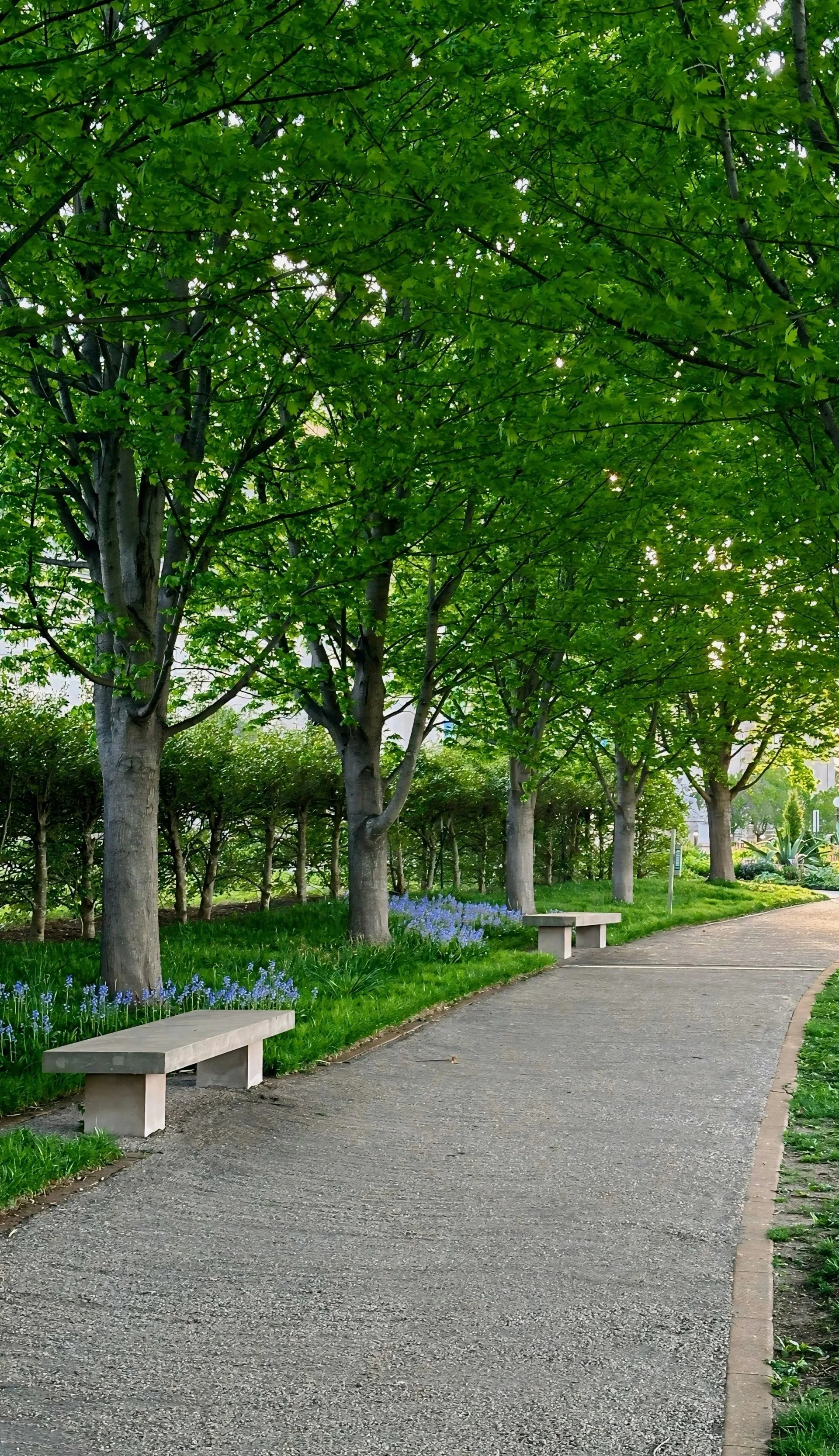 A wooden park bench on a path in Forest Park St. Louis, representing a grounded, non-verbal environment for reflective presence and grief support.