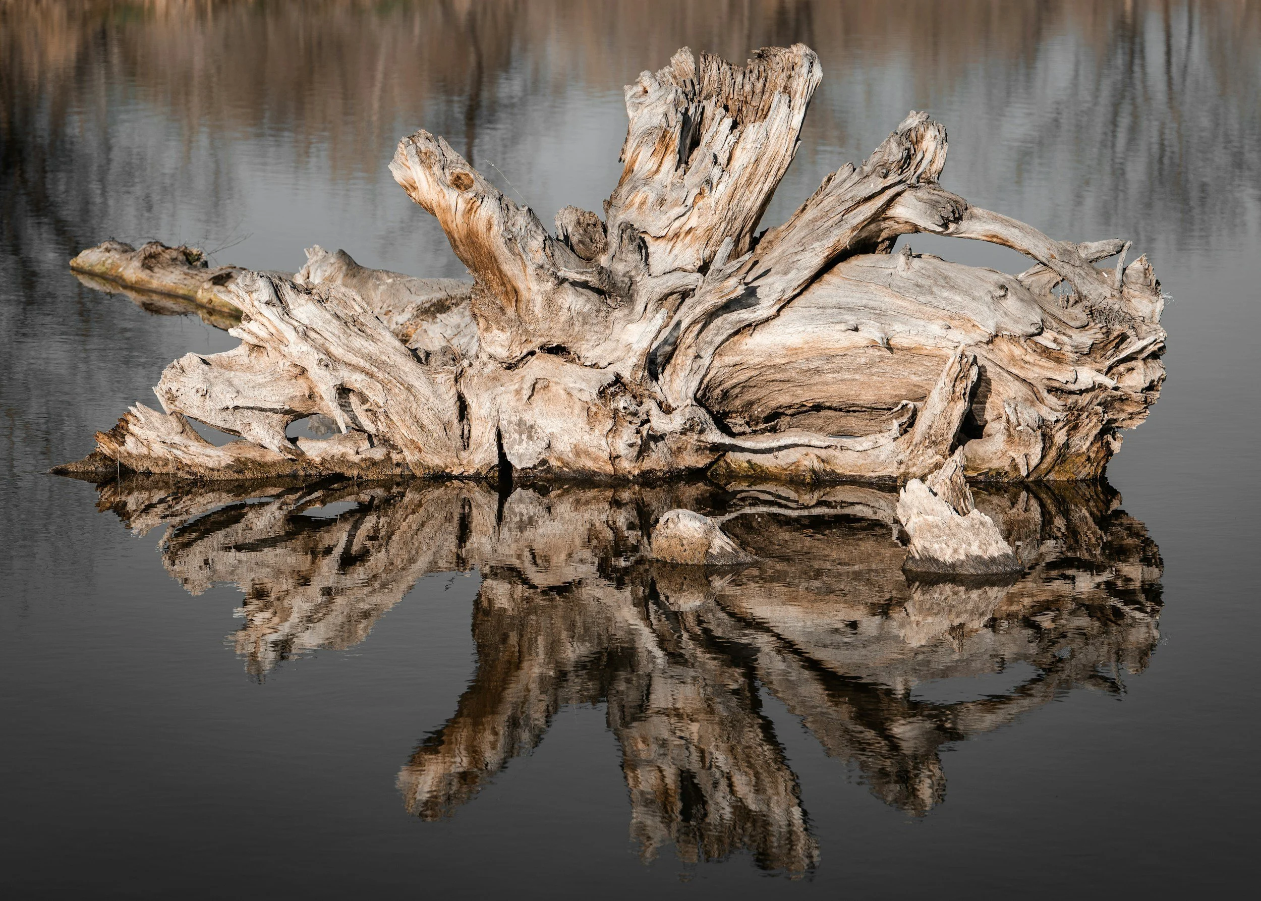 Driftwood floating in still water, representing the slow-paced structure of a somatic-informed coaching partnership.