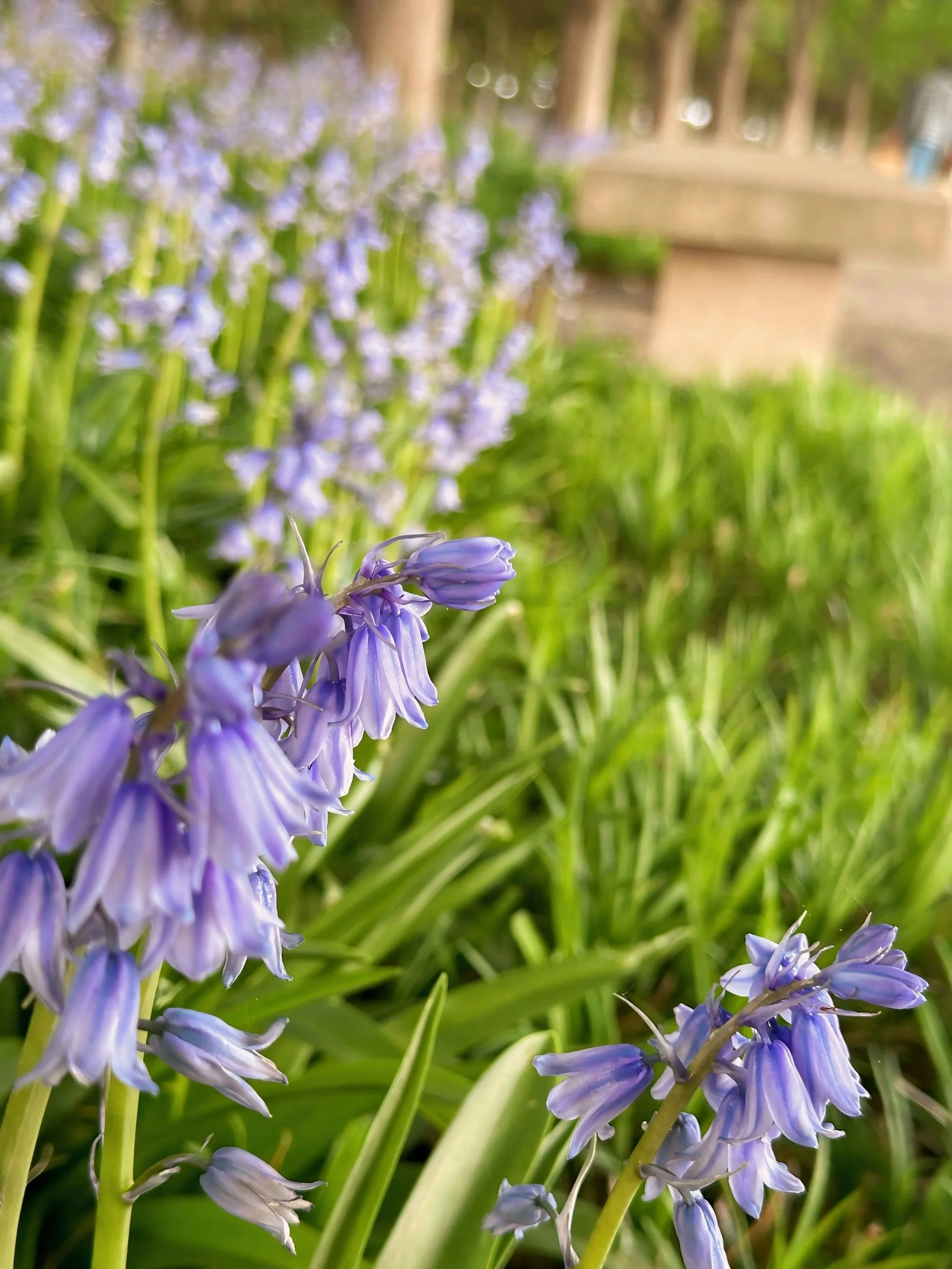 A close-up of Spanish Bluebell flowers, representing the gentle, non-clinical container of the Grief Support Pilot and its value to institutional partners.
