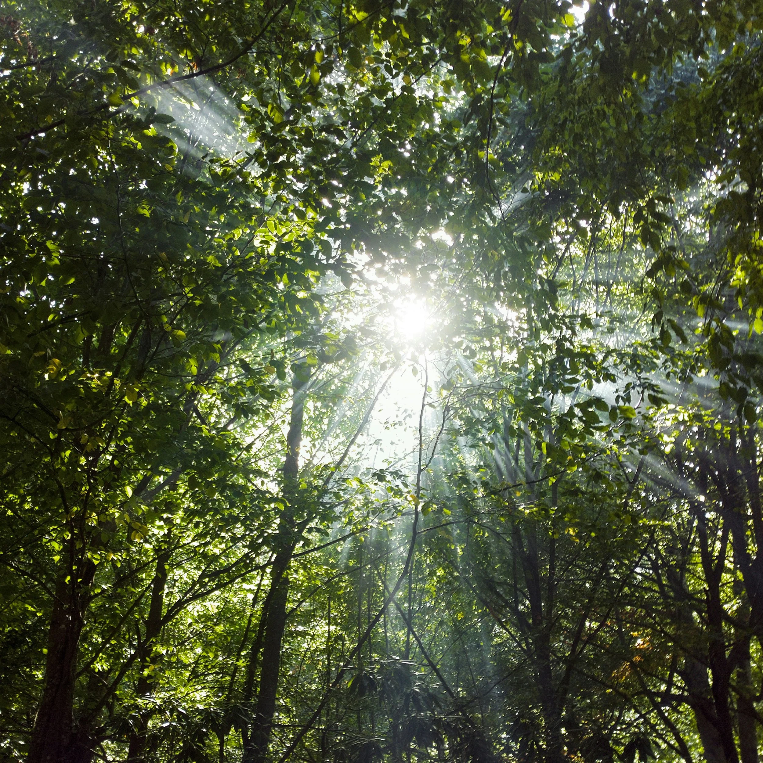 Sunlight dancing through tree branches, representing a shared listening environment for memorials and celebrations of life.