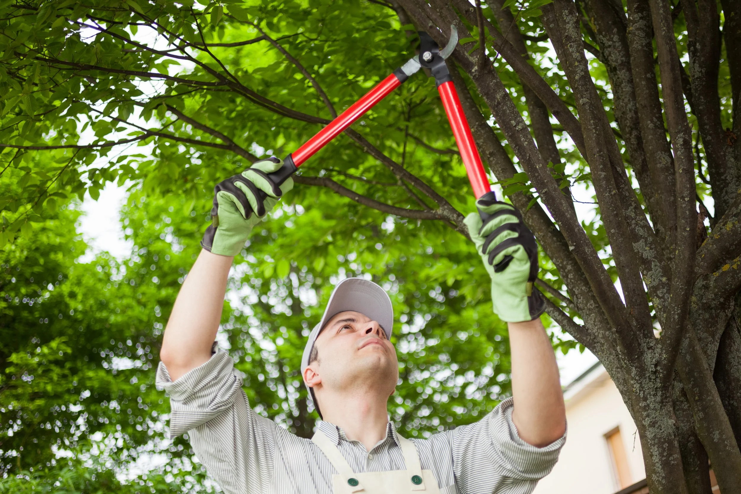 DIY vs. Professional Tree Care: Striking the Right Balance