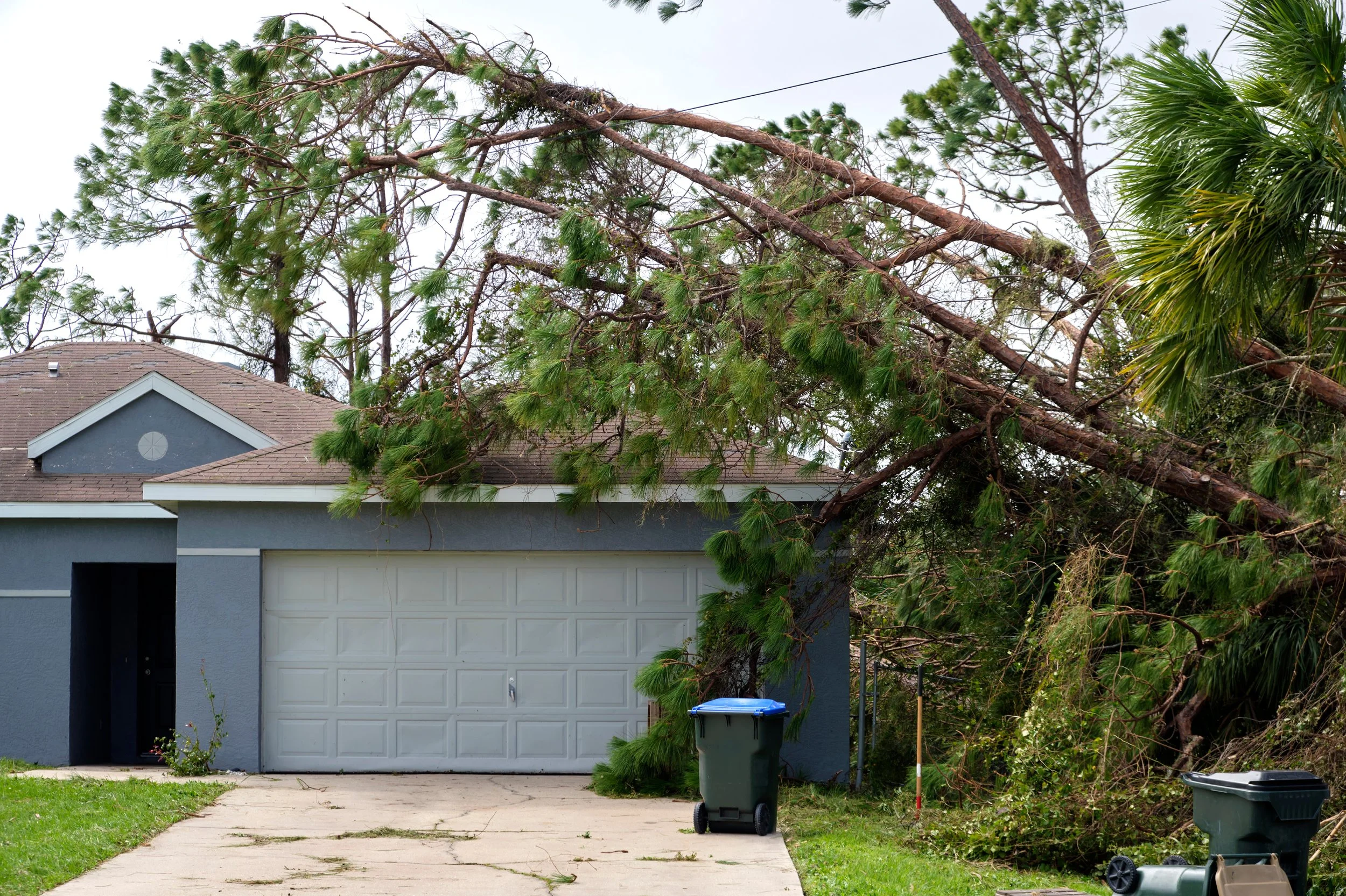 Let's Get Your Trees Ready for Hurricane Season!