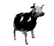 Black and white cow standing on grass