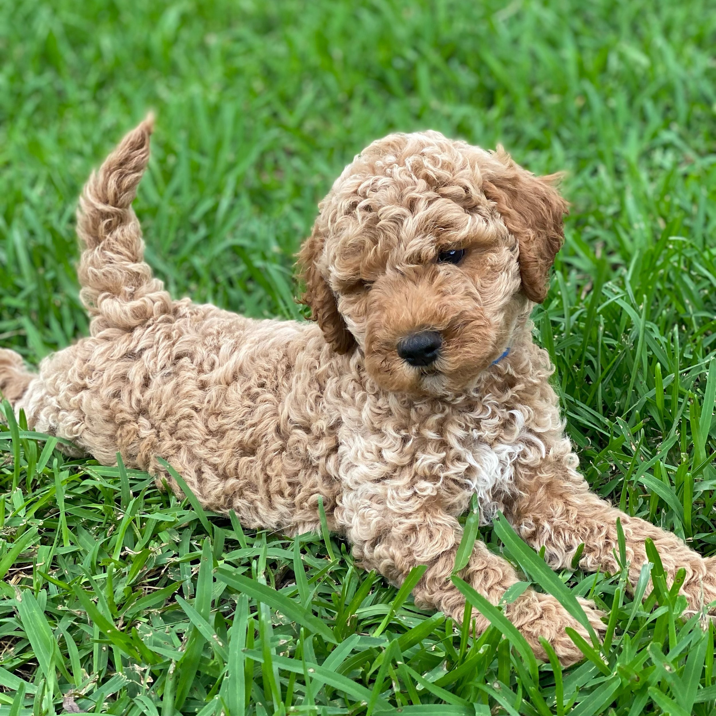 Chester looking majestic with his stunning wool coat on display at just 8 weeks! 🐑
The wool coat is characterised by tight, curly hair that forms dense, wool-like curls, just like the Poodle (or a sheep). This type of coat is the lowest-shedding hyp