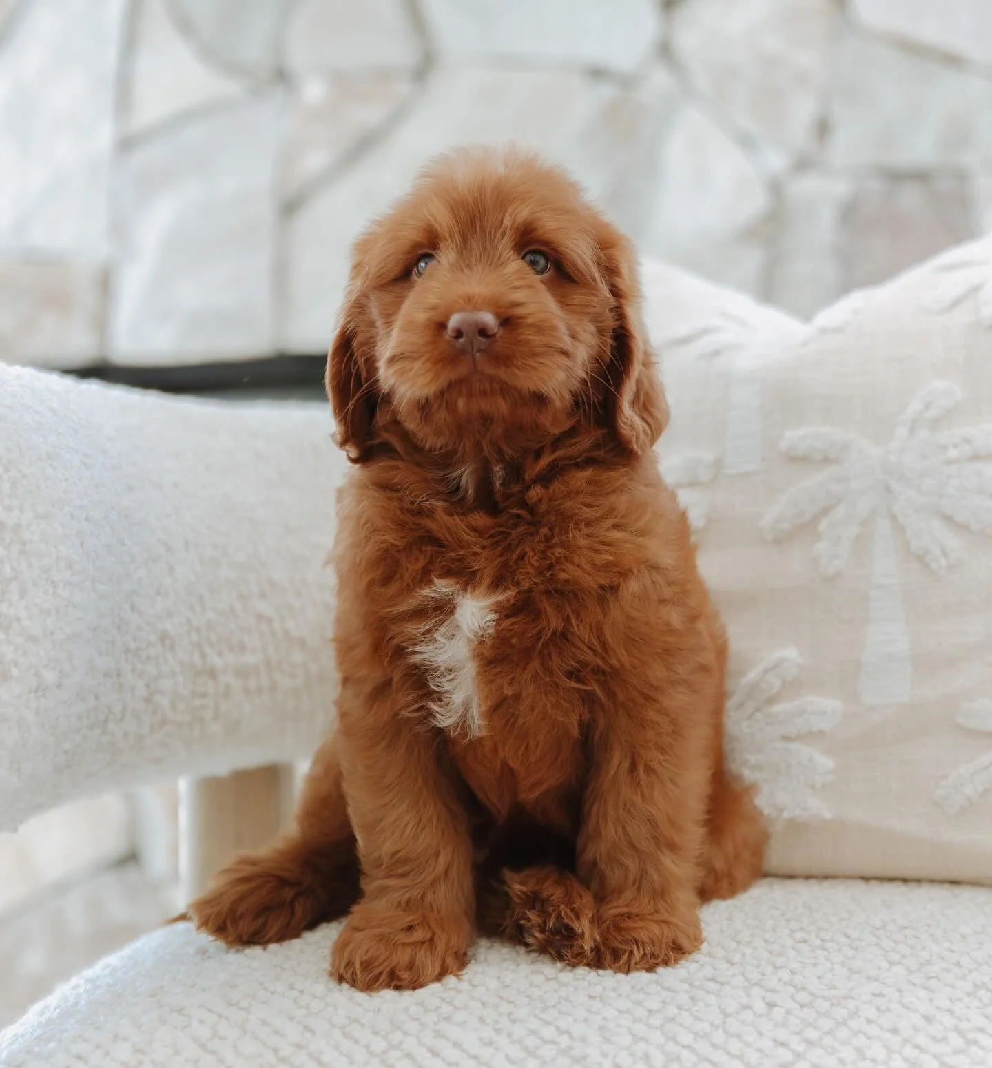 Puppy cuteness to get you through your Monday 💘