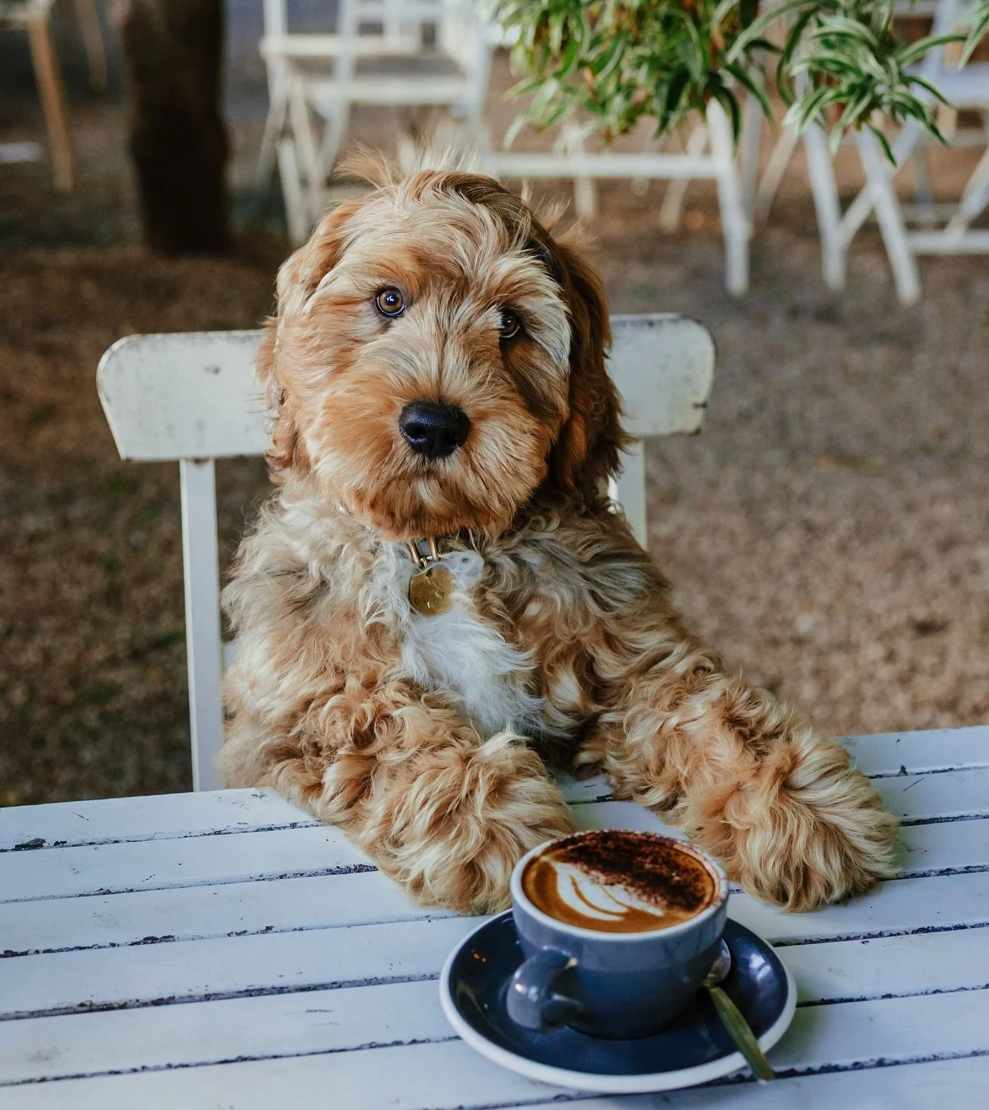 “DNA this good deserves a double shot. Excellence runs in the family - I just make it look effortless.” Dusty
.
.
#goldcoastgroodles #gcgfamily #dusty #groodboydusty #stud #merlegroodle #merlegoldendoodle #bluemerle #groodlepuppy #groodl