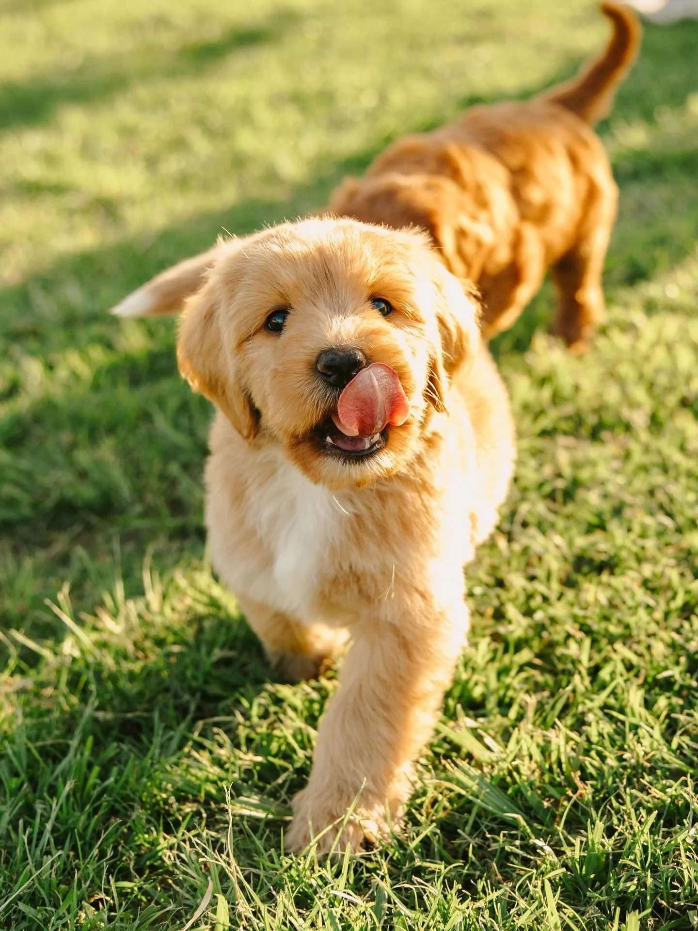 Miss Tessa mid zoomies 🐾 #goldcoastgroodles