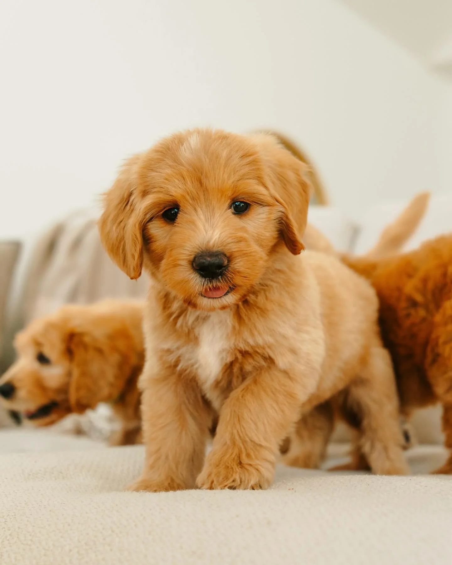 Happy Friday from curious Miss Tessa ❤️
May your weekend be filled with doggy parks, caf&eacute;s, beaches &amp; cuddles! #goldcoastgroodles #gcgfamily