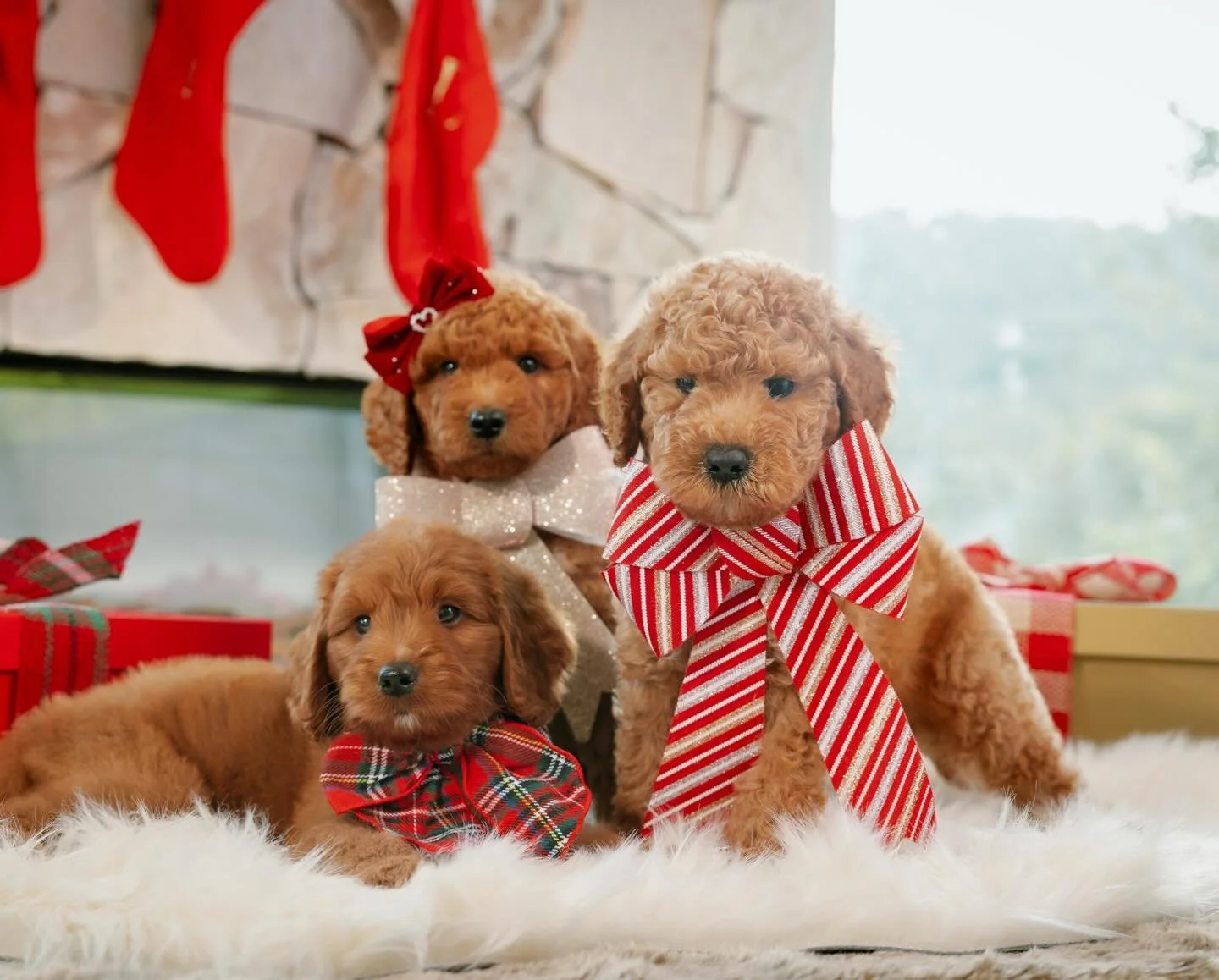 12 days until Christmas! Here&rsquo;s your official reminder to hang a stocking for your furry family member 🐾🎄🎅