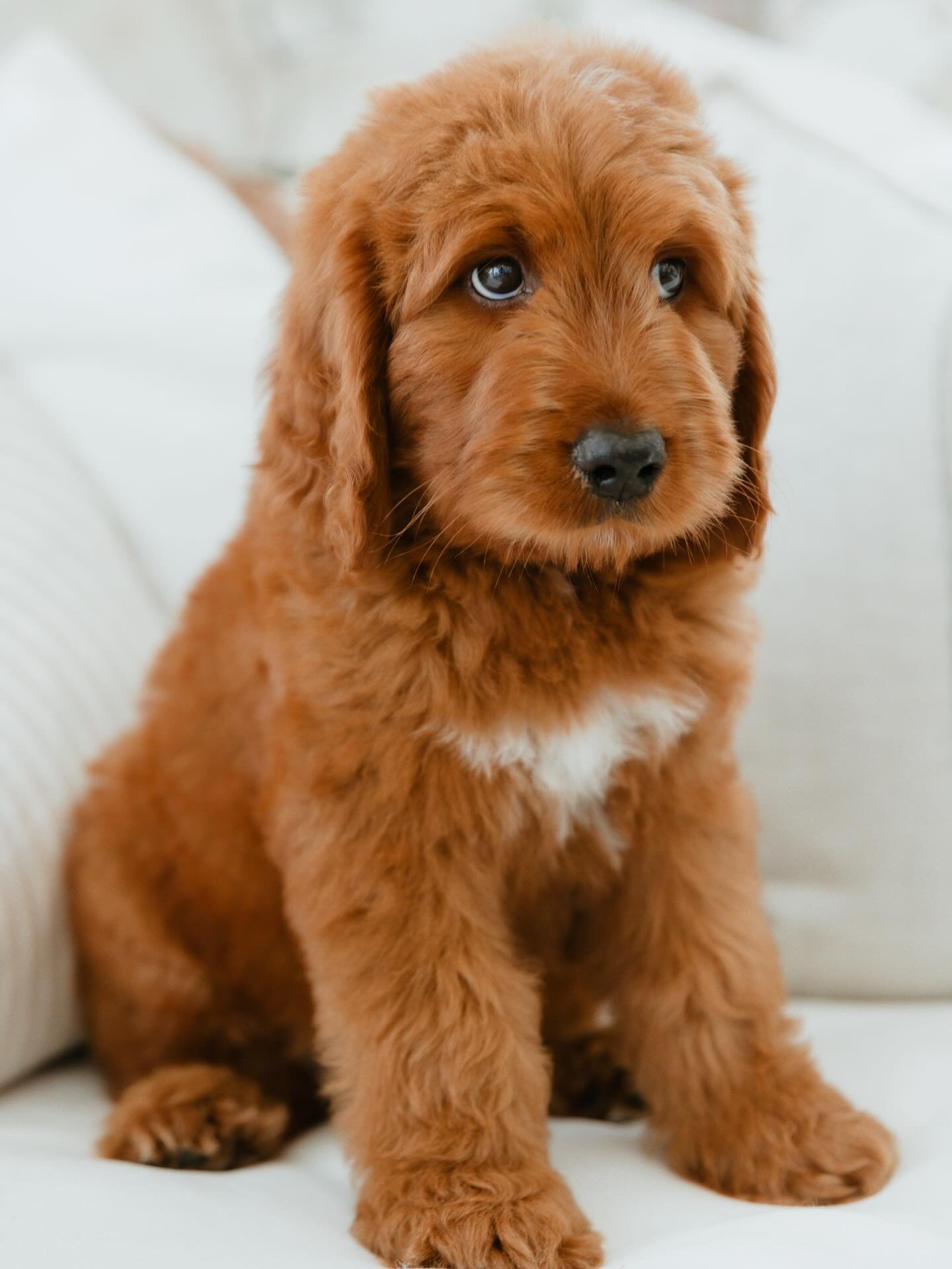 Linton has nailed the whole &ldquo;puppy dog eyes&rdquo; thing 😉🐾 Swipe to watch him grow! 
#gcgfamily #goldcoastgroodles