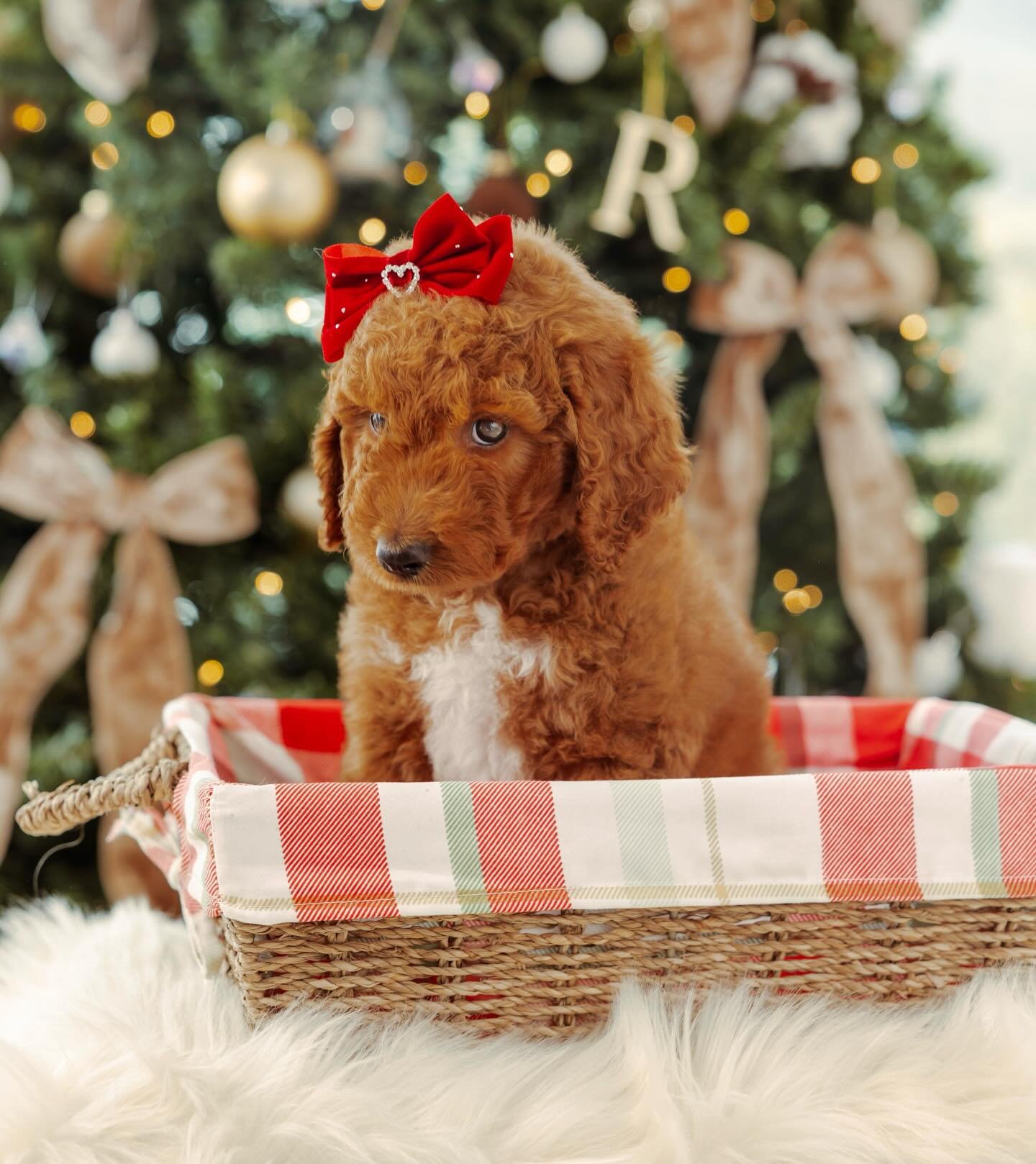 Miss Lulu as pretty as a picture underneath the Christmas tree - swipe for then &amp; now! 🥰🎄❤️ #gcgfamily #goldcoastgroodles