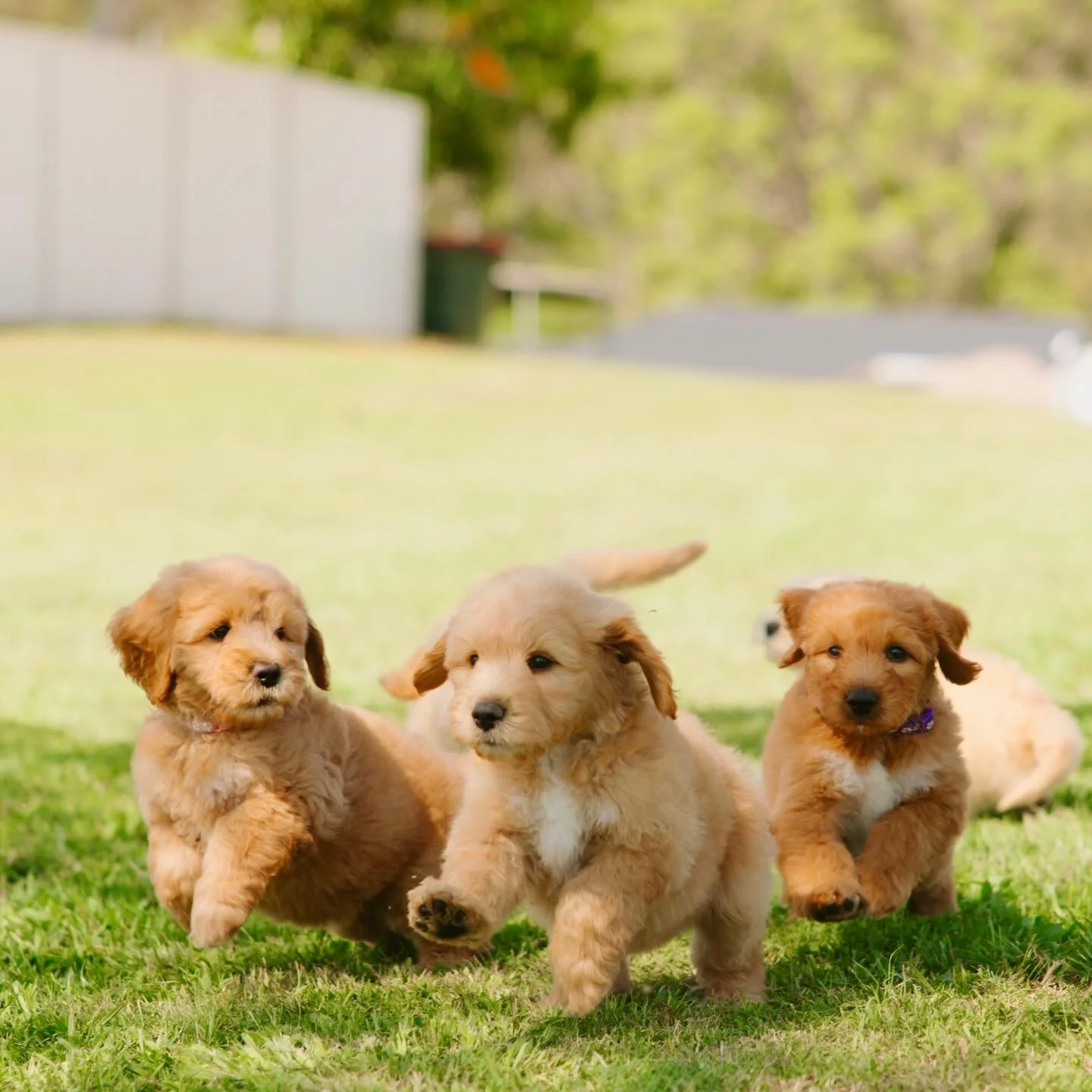 Happy Saturday from Muffin, Nacho &amp; Marley in their element 🐾🥰 #gcgfamily #goldcoastgroodles
