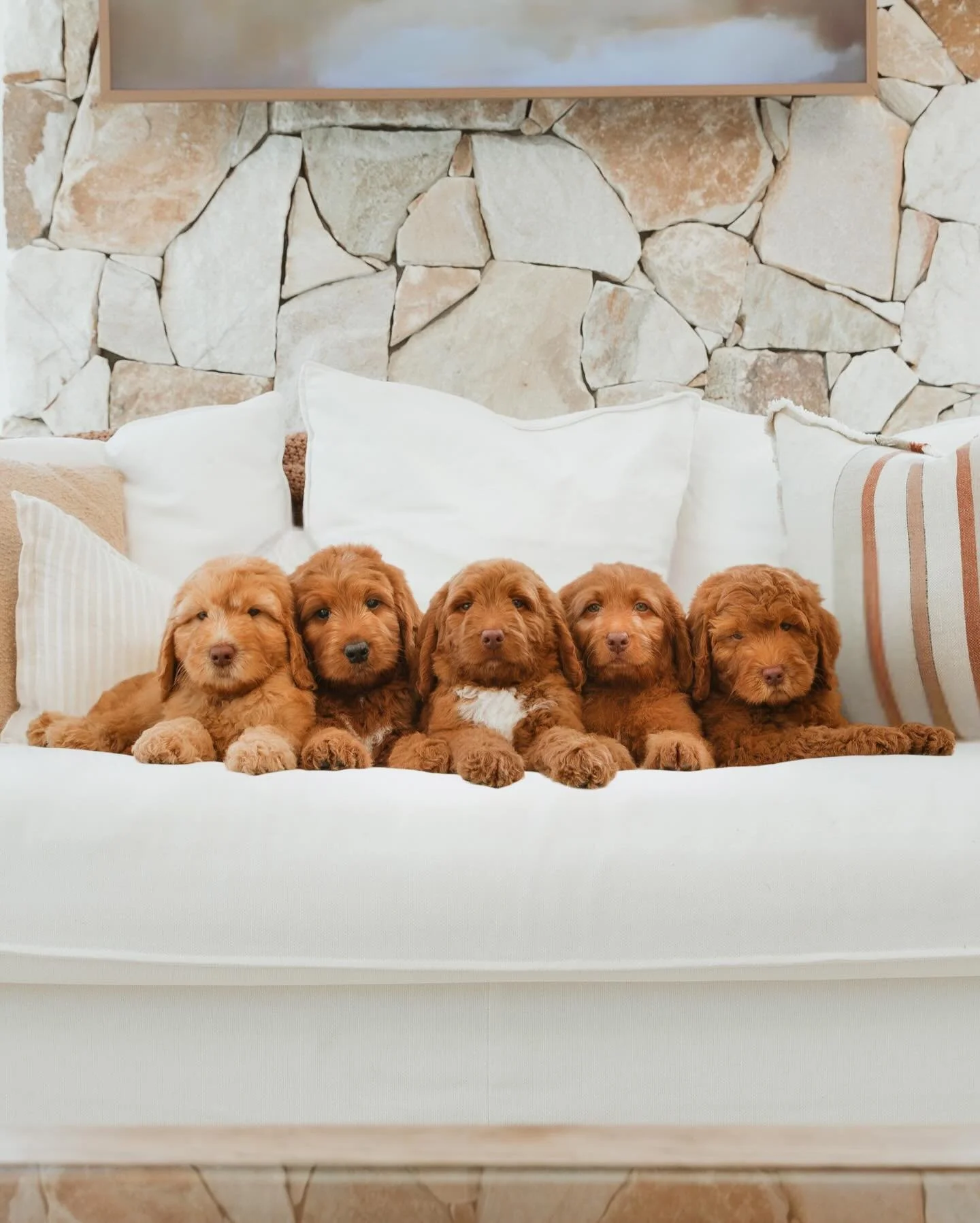 Just two weeks into January we&rsquo;ve had great mating success and we pray our 2026 standard Groodle pups are on their way! 👏🏼🥰🐶 

Miss Dori, pictured here front and centre, is one of our 2025 standard Groodle pups who has grown into a beautifu