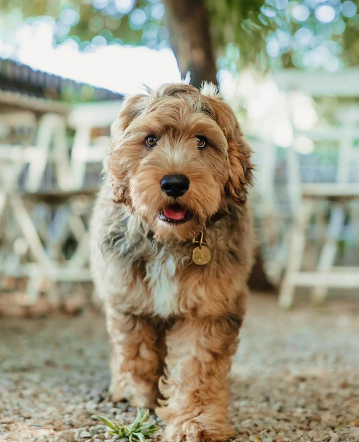 Dusty Davis, our very special blue merle stud muffin 🐶🤎
#goldcoastgroodles