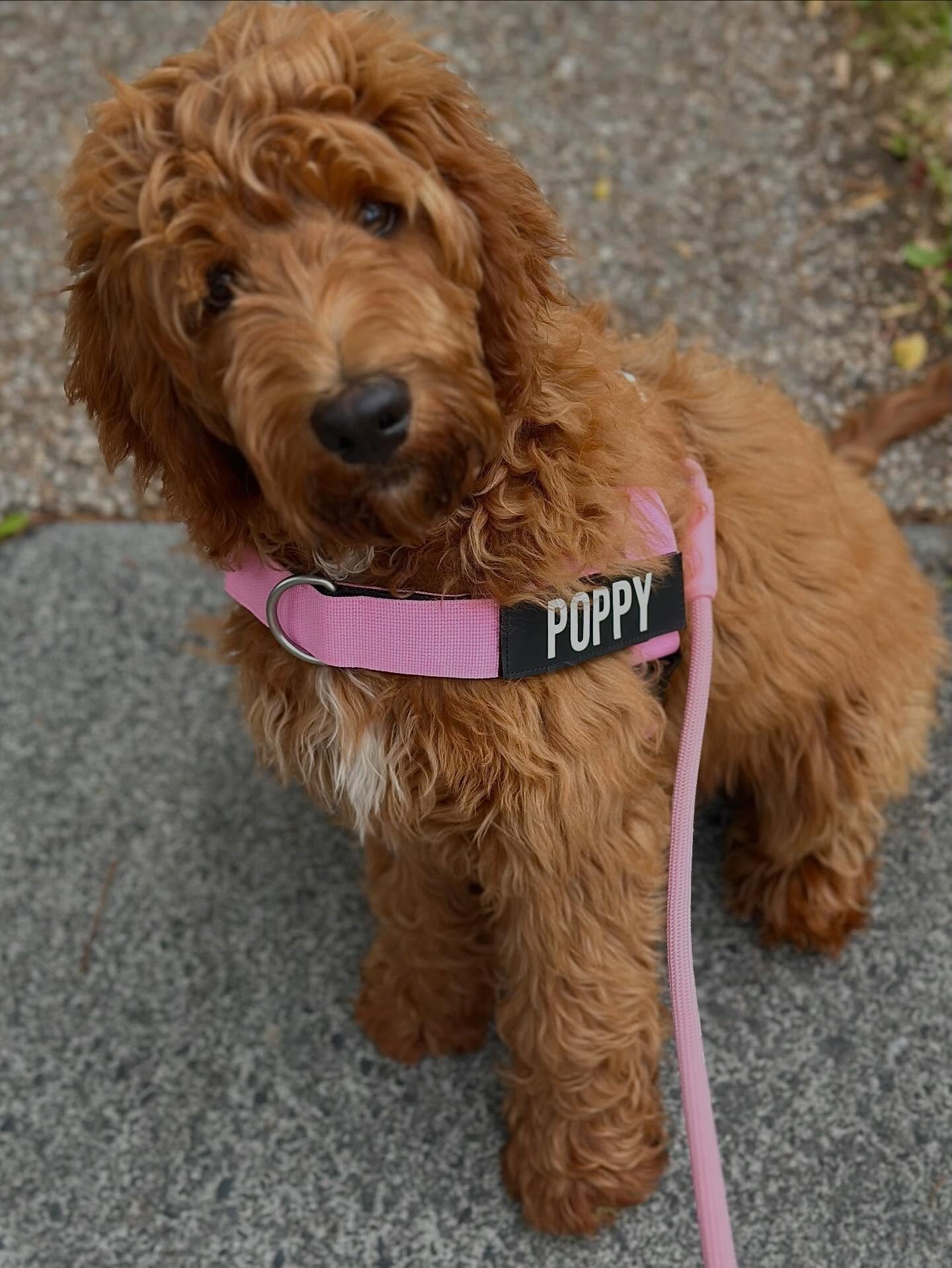 We were overjoyed to receive an update on Miss Poppy, who&rsquo;s temperament is SHINING at just 4 months old ✨ &ldquo;She is very affectionate, fun and very playful! She is also very gentle and so good with the kids and other dogs. She is very confi