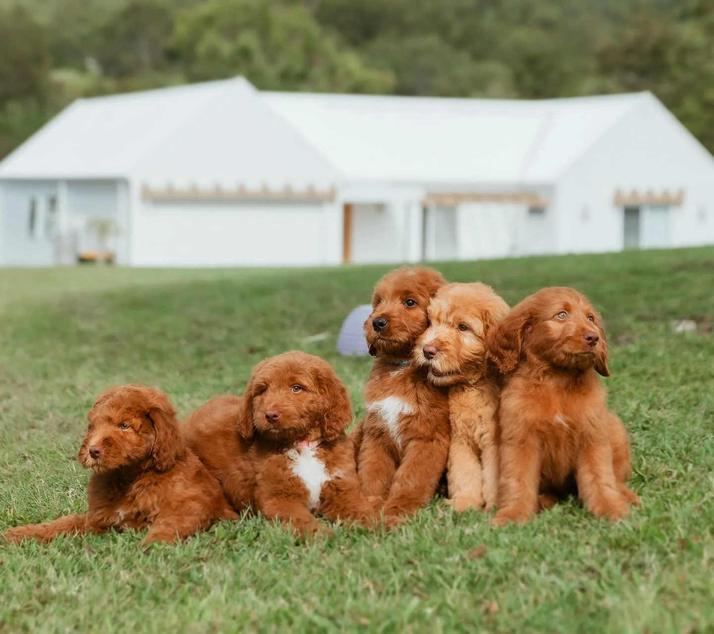 &ldquo;I knew it must&rsquo;ve been one of yours.&rdquo; 🥹

It&rsquo;s something we&rsquo;re hearing more and more when local families enquire about a puppy and it&rsquo;s genuinelyyyy humbling. They&rsquo;d heard of us, then met one of our dogs by 