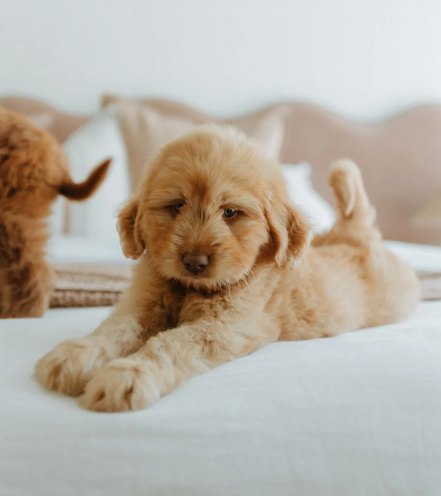 Now THIS is where we&rsquo;d like to be today in this Gold Coast stormy weather! ☔️⛈️🐶
#goldcoastgroodles #gcgfamily