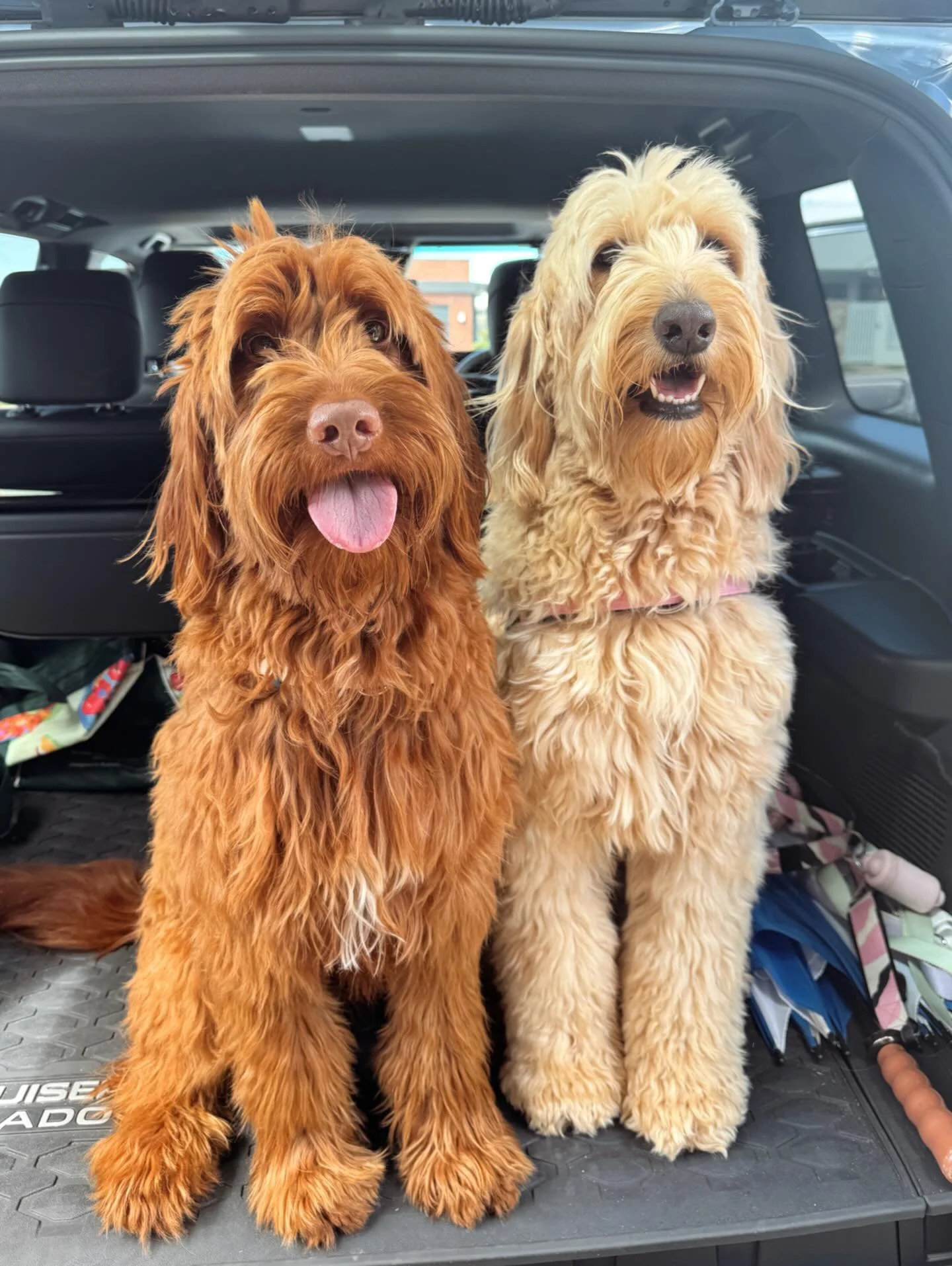 Just two shaggy GCG sisters off to the spa for a tidy up 💅💦
Thanks for sending #gcgfamily !