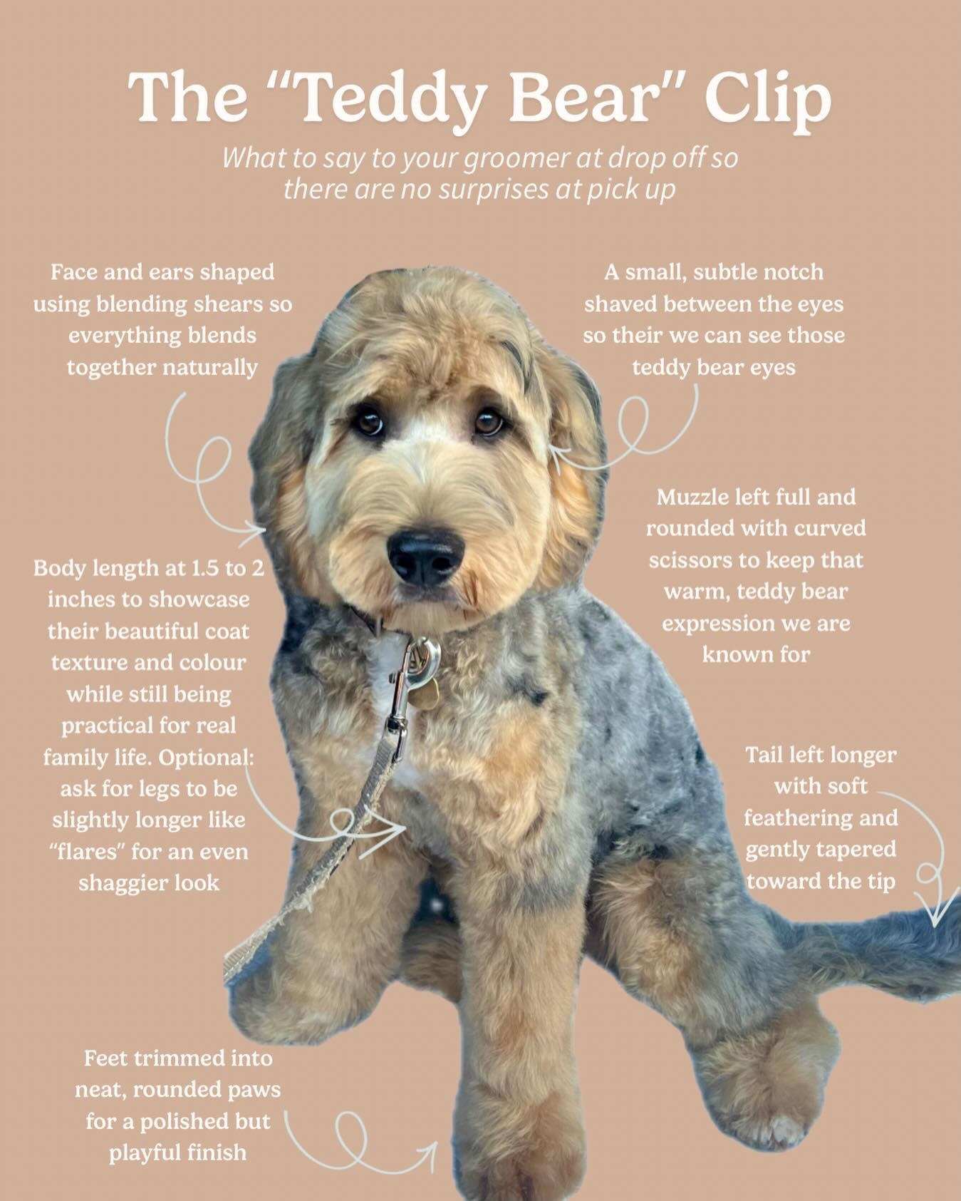 Ever dropped off your Groodle and picked up a completely different dog?

We have 😂 and if you&rsquo;ve owned a Groodle long enough, chances are you have too.

Nothing quite prepares you for that moment when your fluffy Groodle walks back out looking