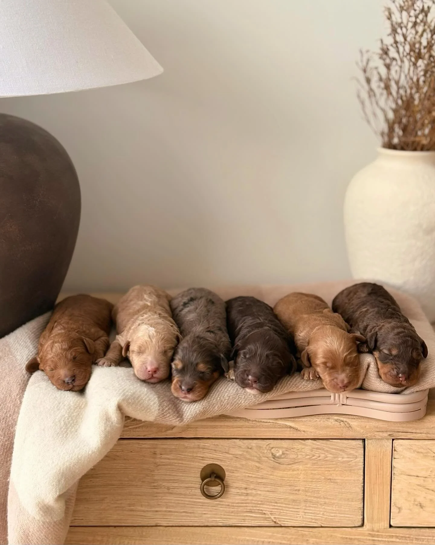 Aaaaand here they are! Introducing Dusty&rsquo;s very first puppies 🐾

Gold Coast Groodles have welcomed six beautiful new pups earthside. So many of you have followed along our journey with Dusty, so this feels like a really huge moment for us.

Al