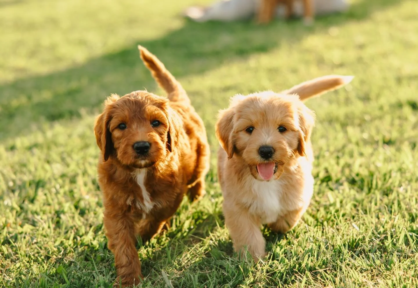 We put a big focus on giving our puppies exposure to as many different environments as we can while they&rsquo;re with us. Real &amp; artificial grass, different smells, sounds, open spaces&hellip; it all plays a part in building their confidence. 

