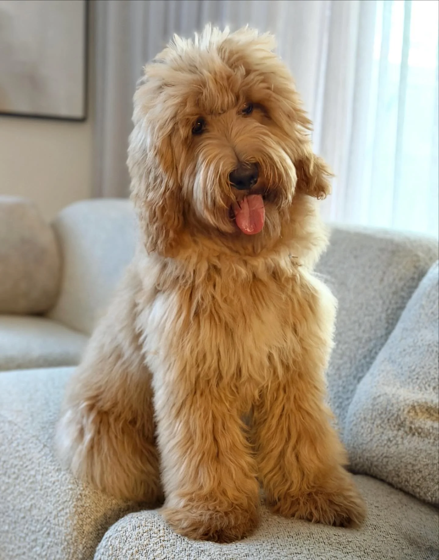 It&rsquo;s Muffin&rsquo;s world, we&rsquo;re just living in it! 🎀

Muffin is a beautiful example of one of our medium Groodle pups, all grown up. She has a beautiful, thick apricot fleece coat with beautiful furnishings. Not only is she adorable to 