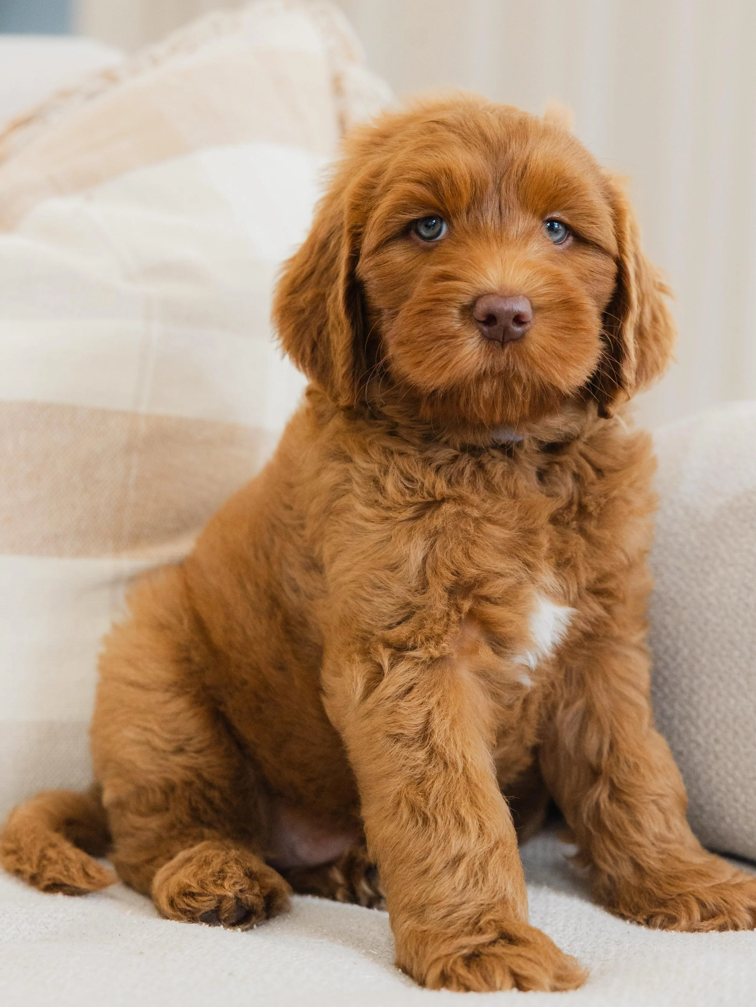 Yes, this puppy is real! 🤯😍😮
Barney with the blue eyes is more than enough to melt your heart! 💙
He has a rich caramel fleece coat &amp; brown pigment (paws, nose, eyelids). He&rsquo;ll grow to our standard size range (22-26kg) and look very much