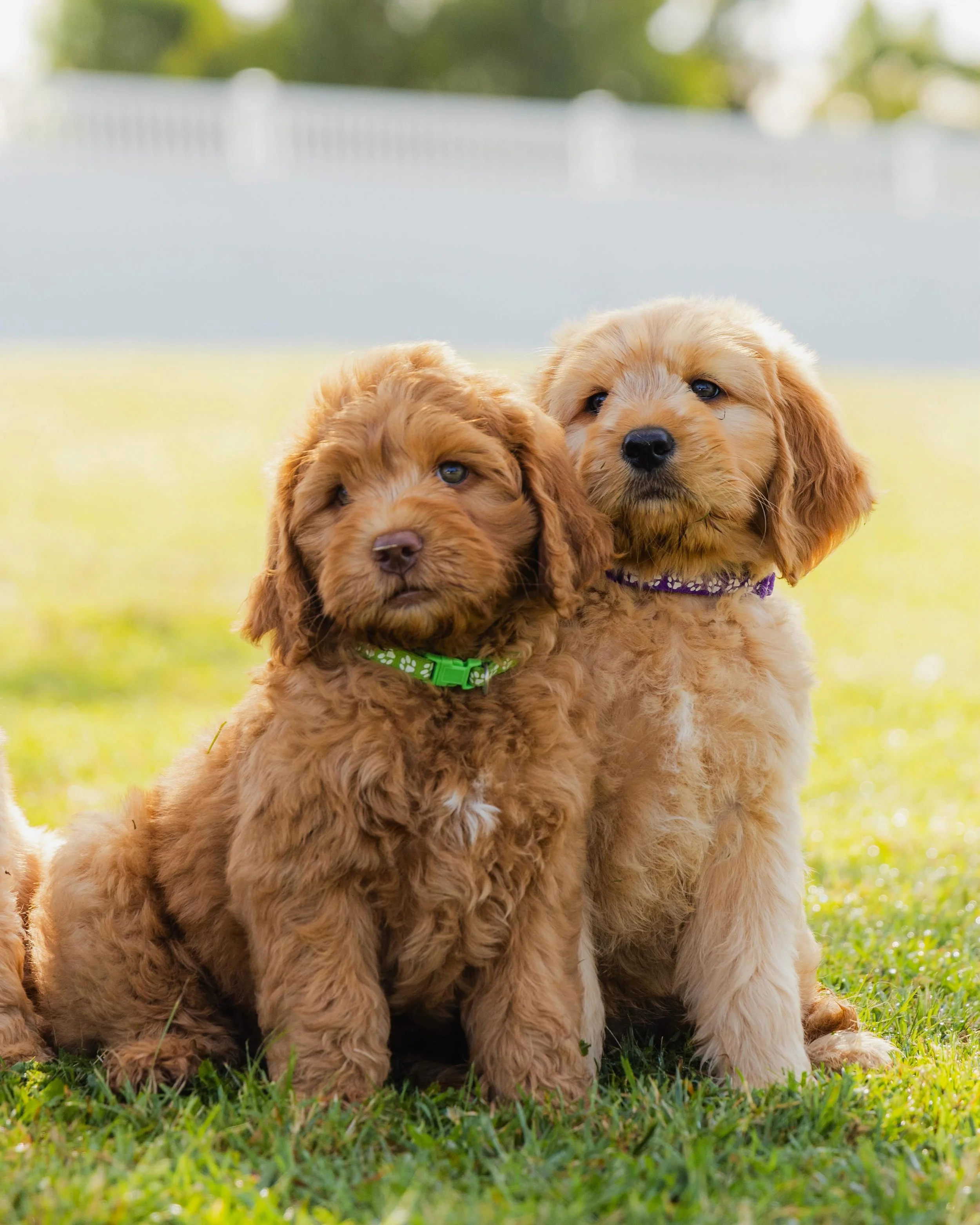 Paddington &amp; Mabel giving us their good side 🥰

You can see here the difference between straight (right) and wavy (left) fleece coats can be very subtle when puppies are young, especially in multigenerational Groodles like ours. Both are still b