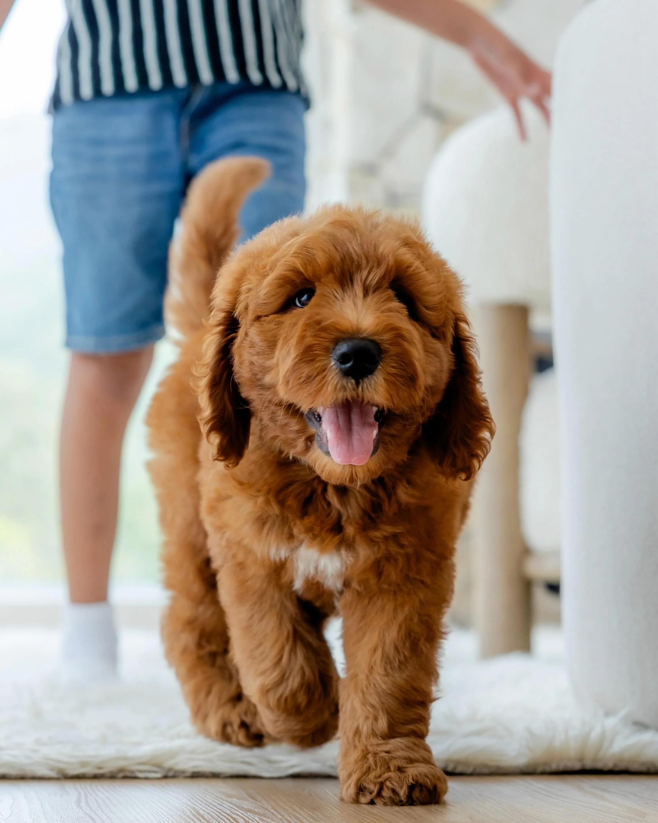 If you&rsquo;ve ever wondered what pure joy looks like, here it is! 🥹We hold handover day very close to our hearts. After pouring absolutely everything into our pups for 8 weeks, we get to watch on as each expectant family brings home the new family