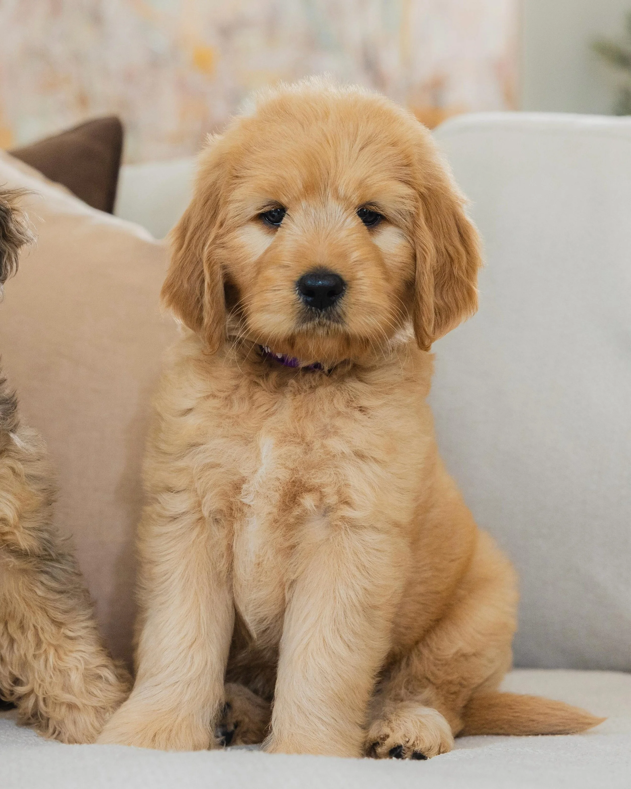 We affectionately gave miss Mabel the nickname &ldquo;flopsy&rdquo; from early on as she really had to grow into those big, soft floppy ears 🥹 
Mabel will grow to a standard size, and has inherited a higher percentage retriever appearance with a bul