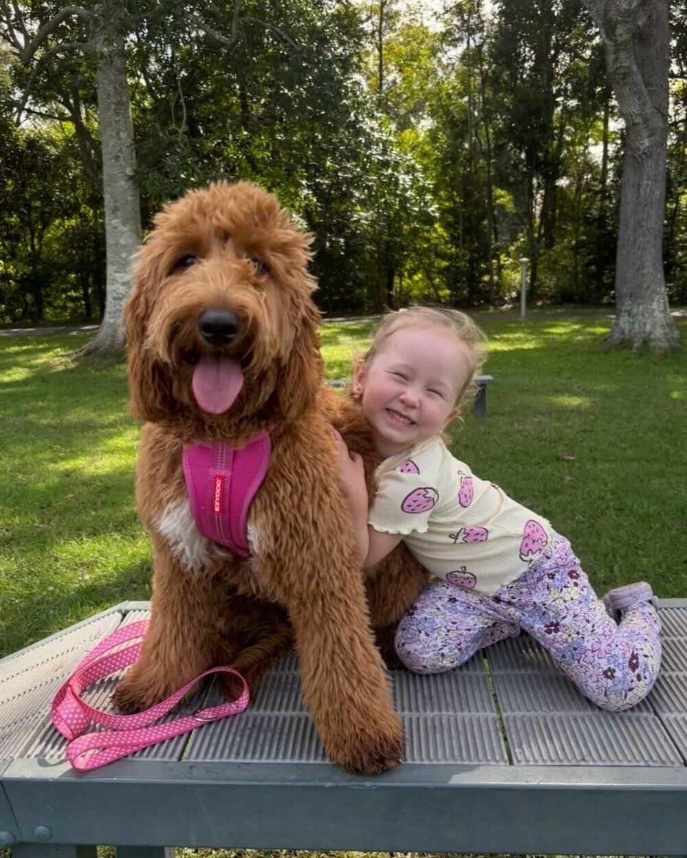 GCG Family Spotlight: Marley! 🐾
&ldquo;Marley is the perfect mix of cheeky, sweet, and endlessly affectionate. From day one, she fit into our family so naturally that it feels like she&rsquo;s always been here. 

The biggest surprise owning a Groodl