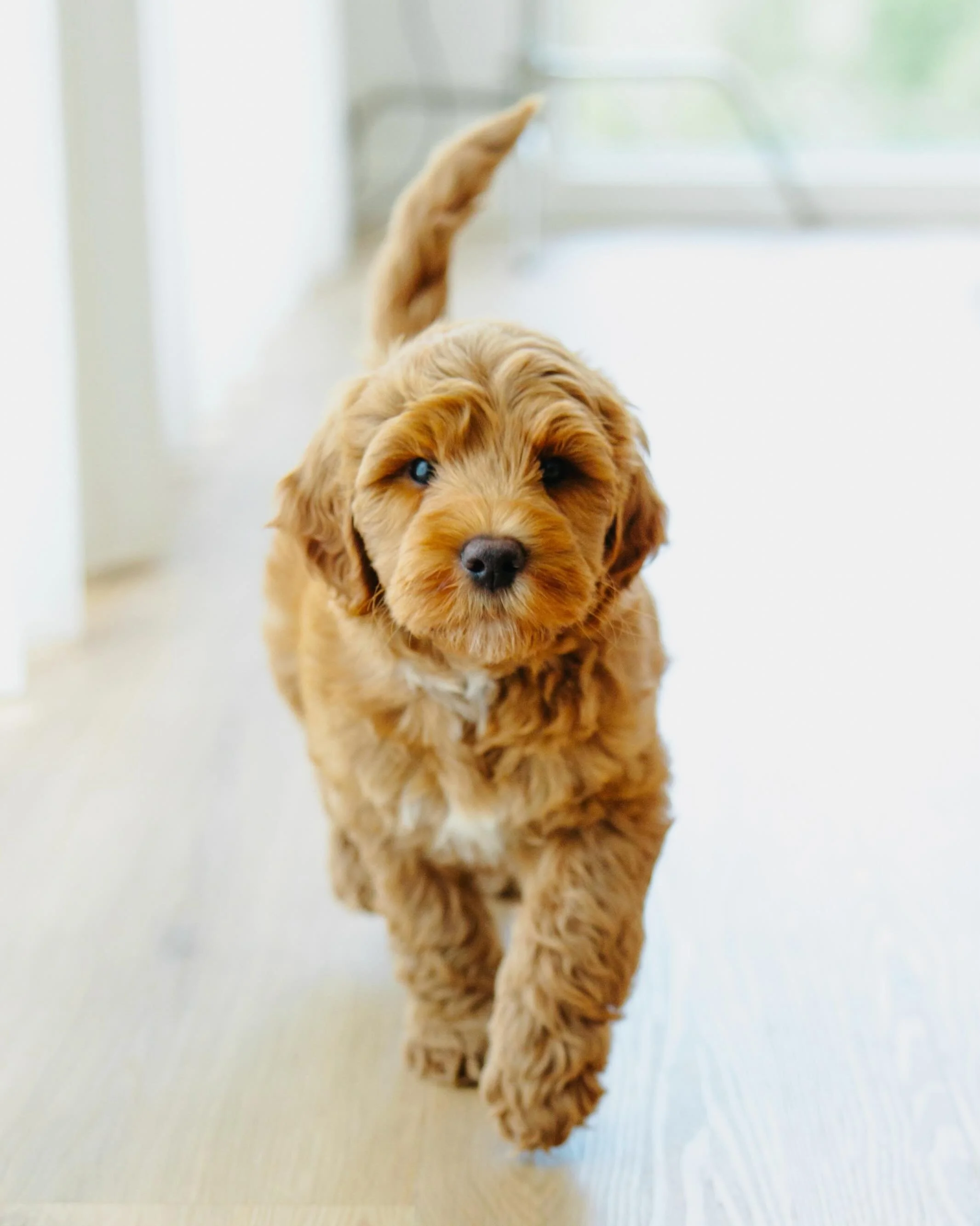 Happy Saturday from handsome Doug! What doggy adventures are you on this weekend?
#goldcoastgroodles #gcgfamily