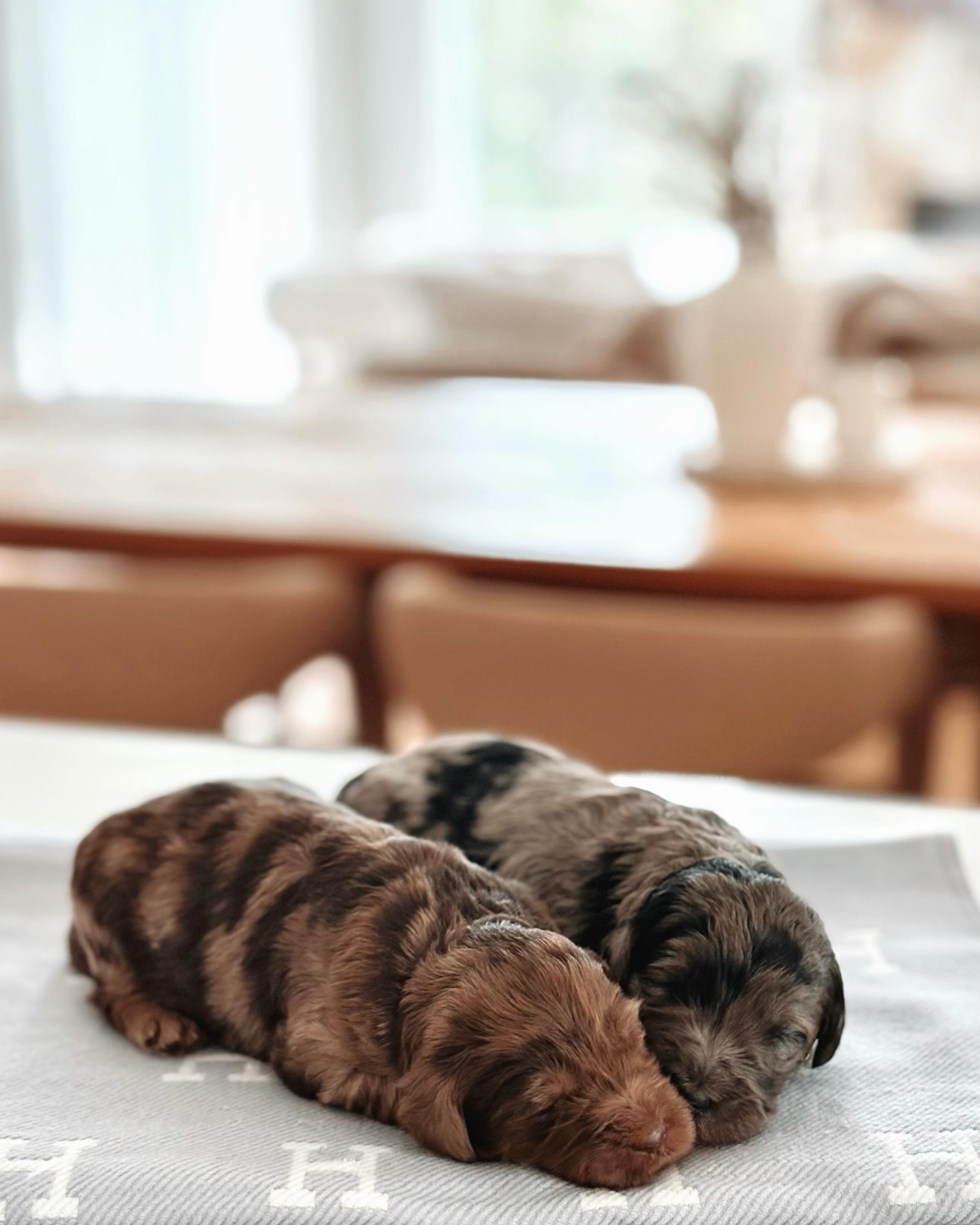 These two precious ones are only 2 weeks old - we already know they&rsquo;re something special. 🤎🩶

Stable temperament, health and family suitability will always be our priority, but we&rsquo;d be lying if we said we weren&rsquo;t completely smitte